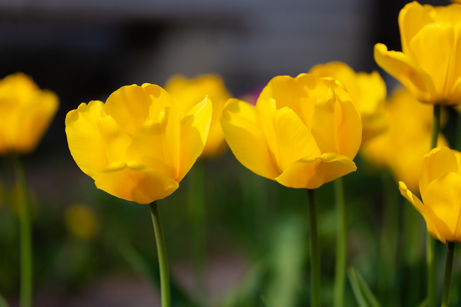 Free photo Yellow tulips
