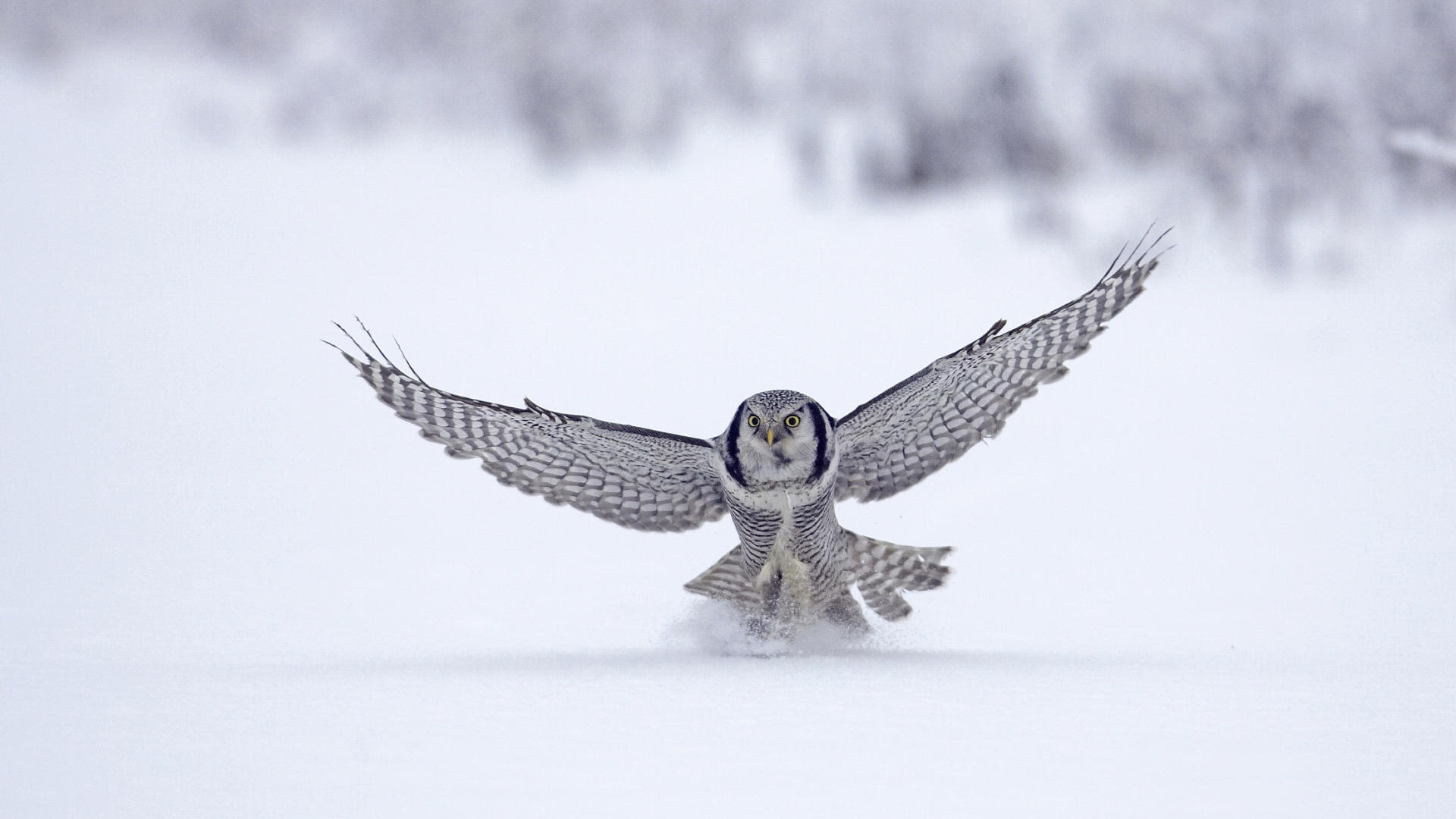 Фото крылья снег хищная птица - бесплатные картинки на Fonwall
