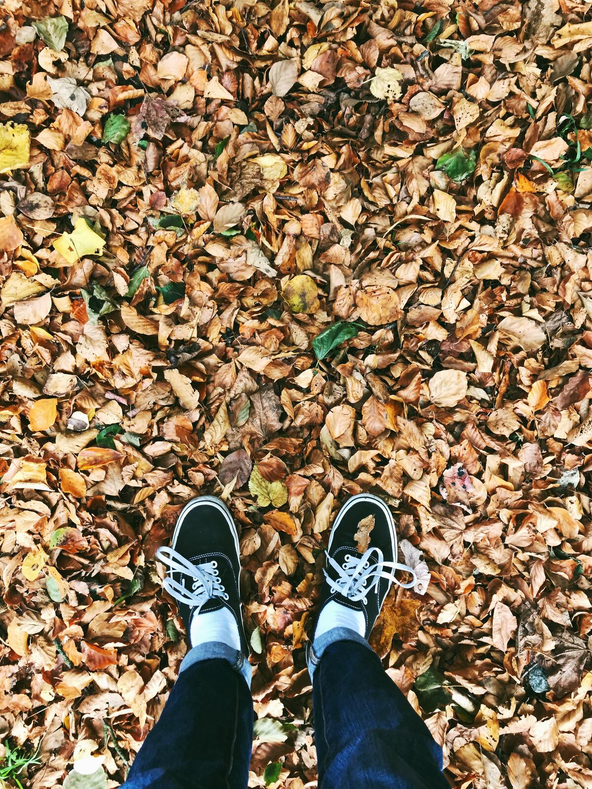 Leaf and sneakers