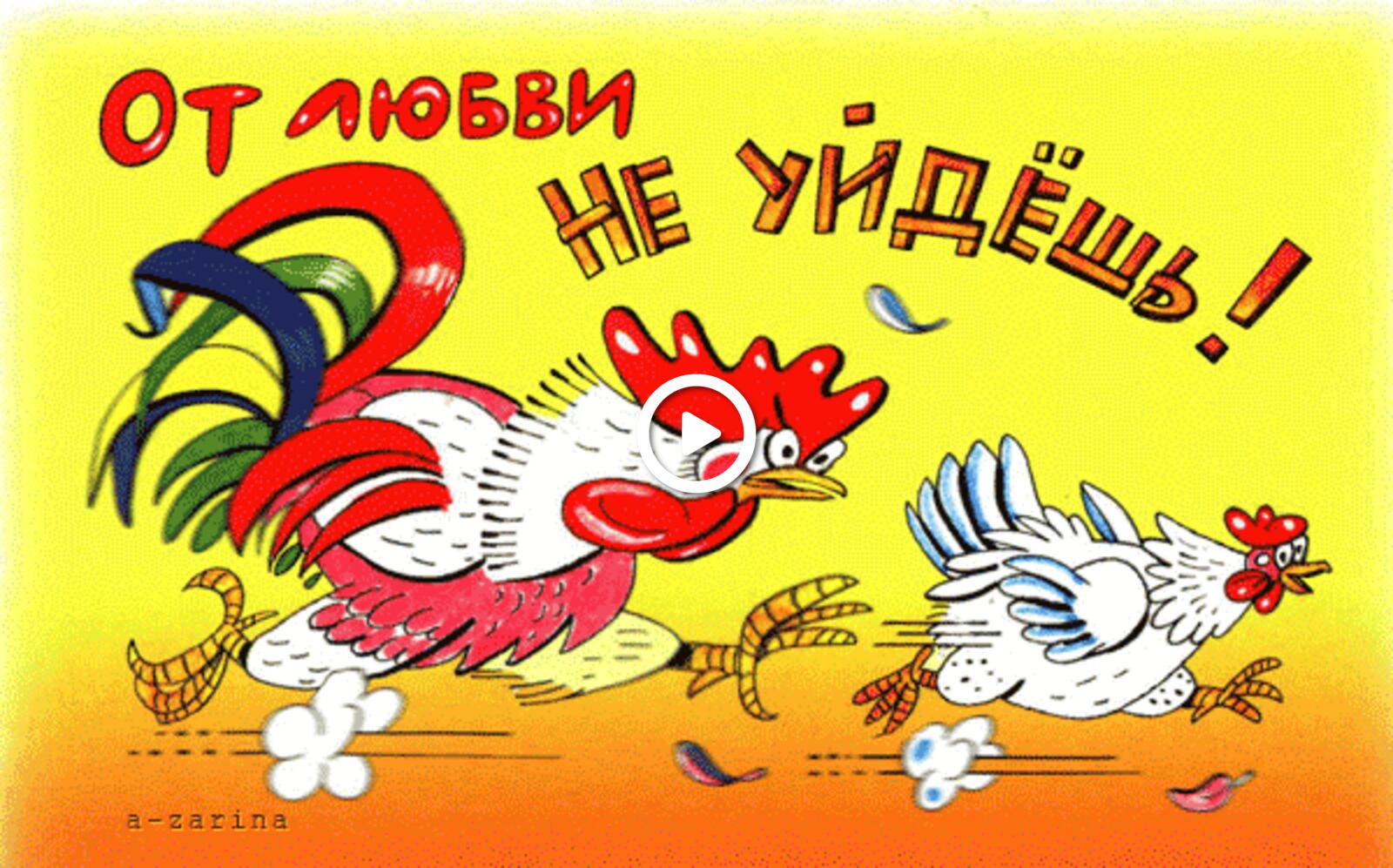 A postcard on the subject of chicken rooster humor for free