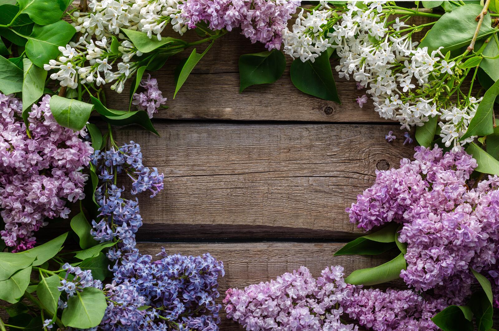 Wallpapers flower spring lilac on the desktop
