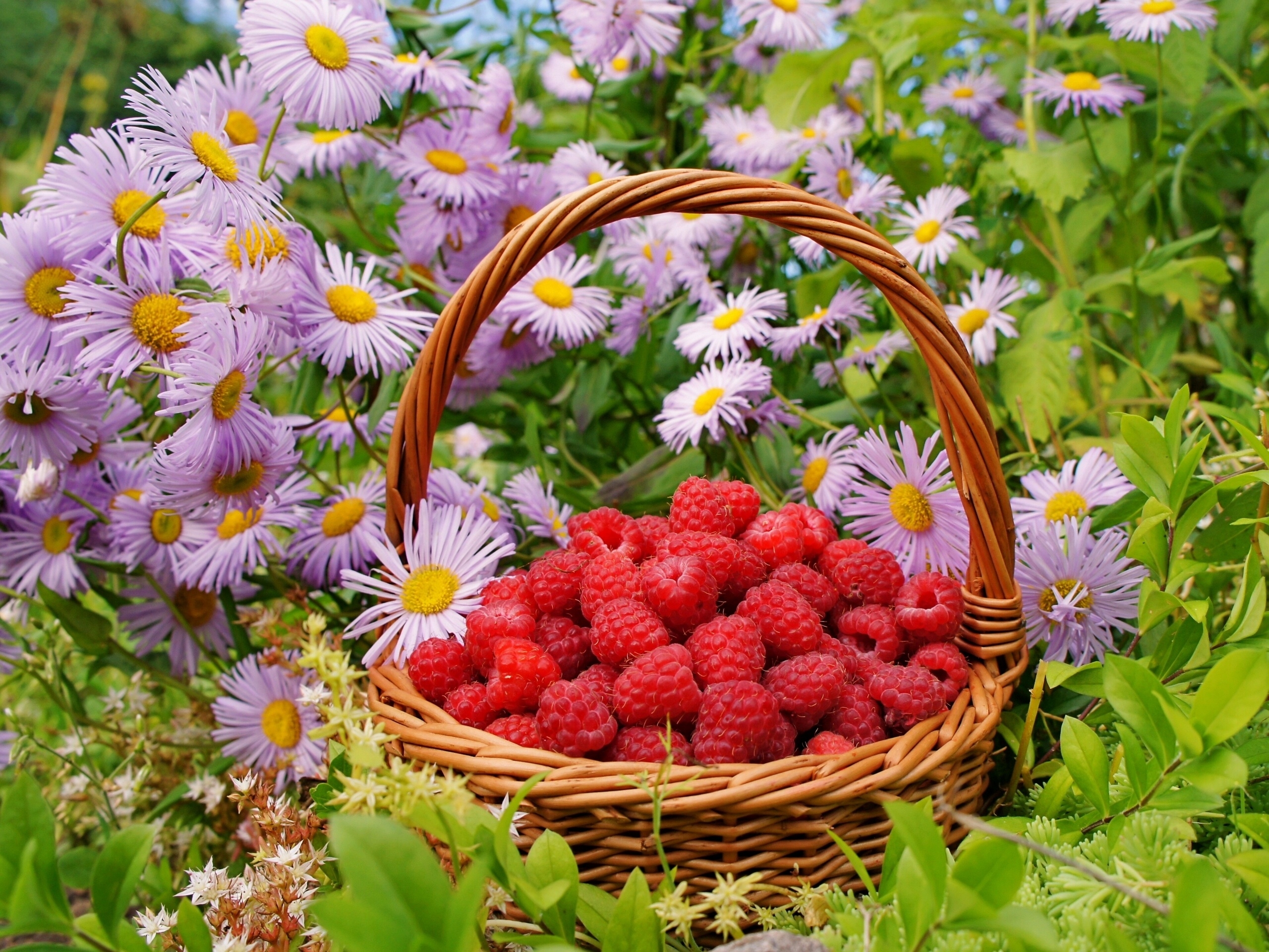 Фото бесплатно цветы, ягоды, малина