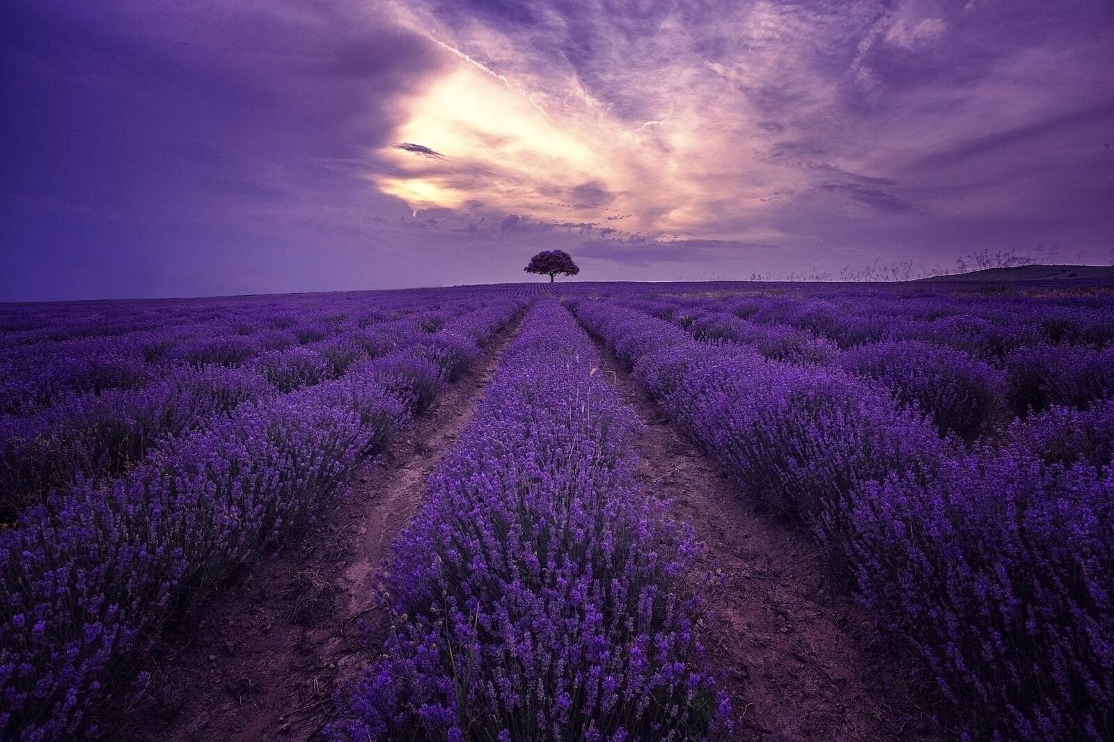 Wallpapers lavender sunset lavender field on the desktop
