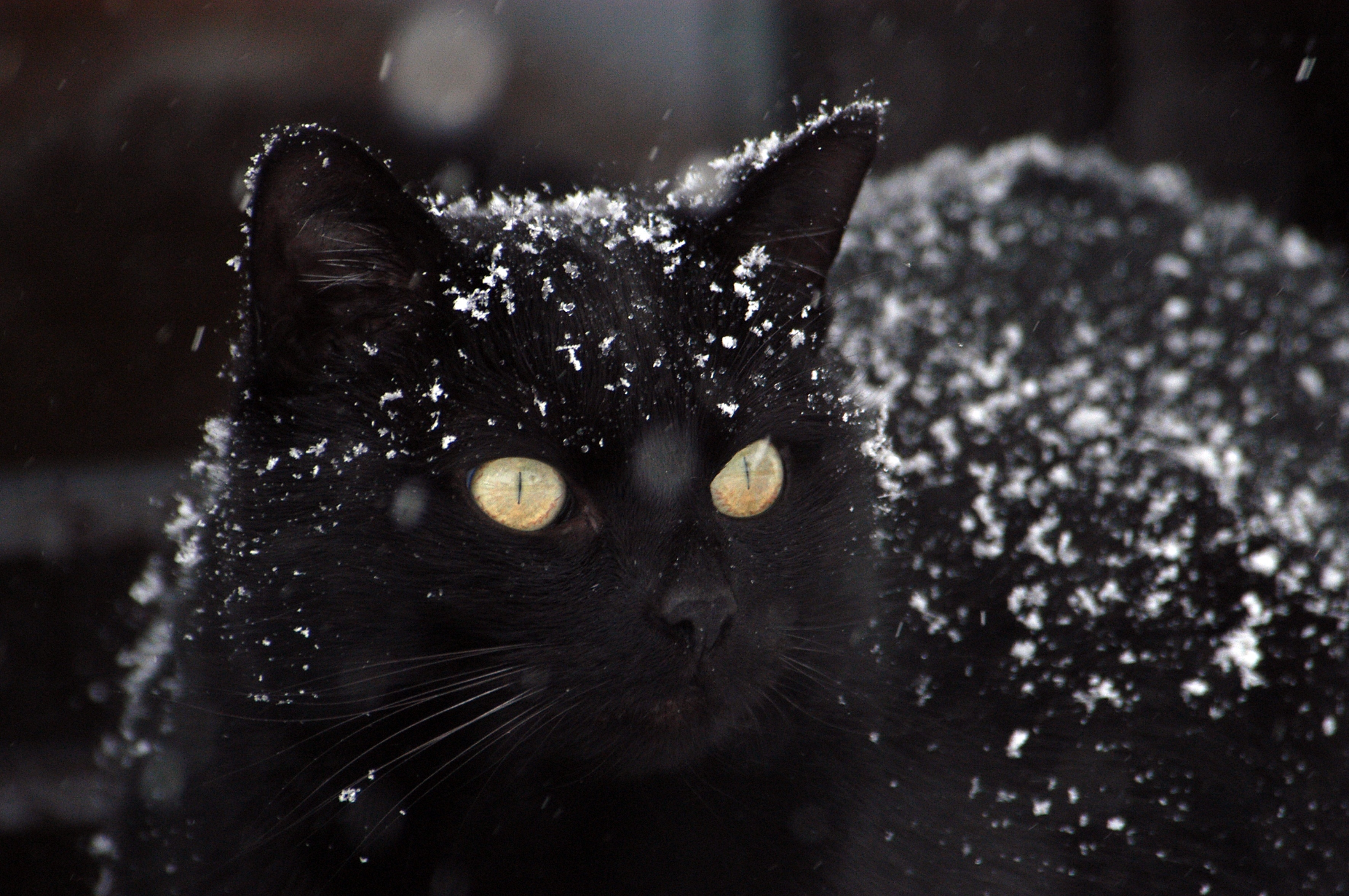 Обои черная кошка снег величественная на рабочий стол