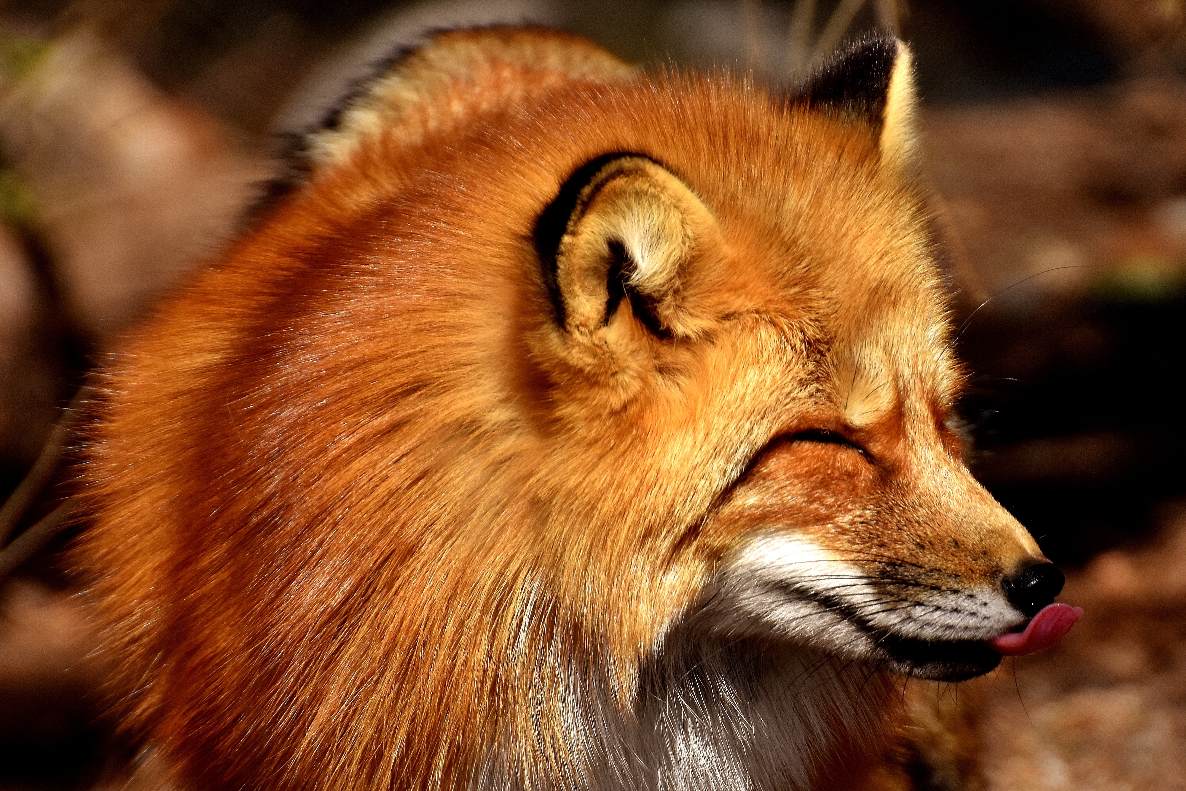 Photo free fox, closed eyes, tongue