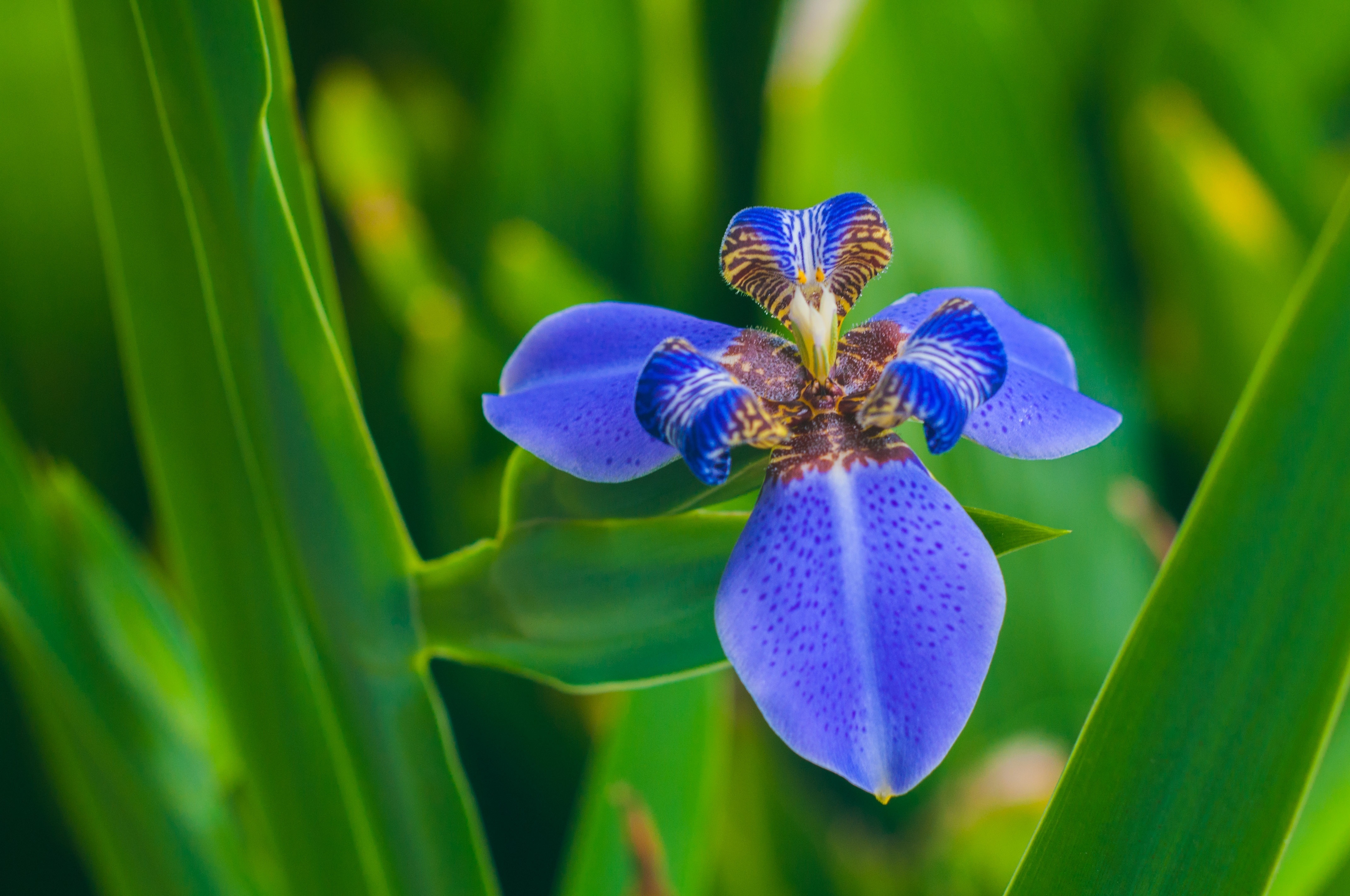 Фото бесплатно Ирис голубой, листья, лепестки