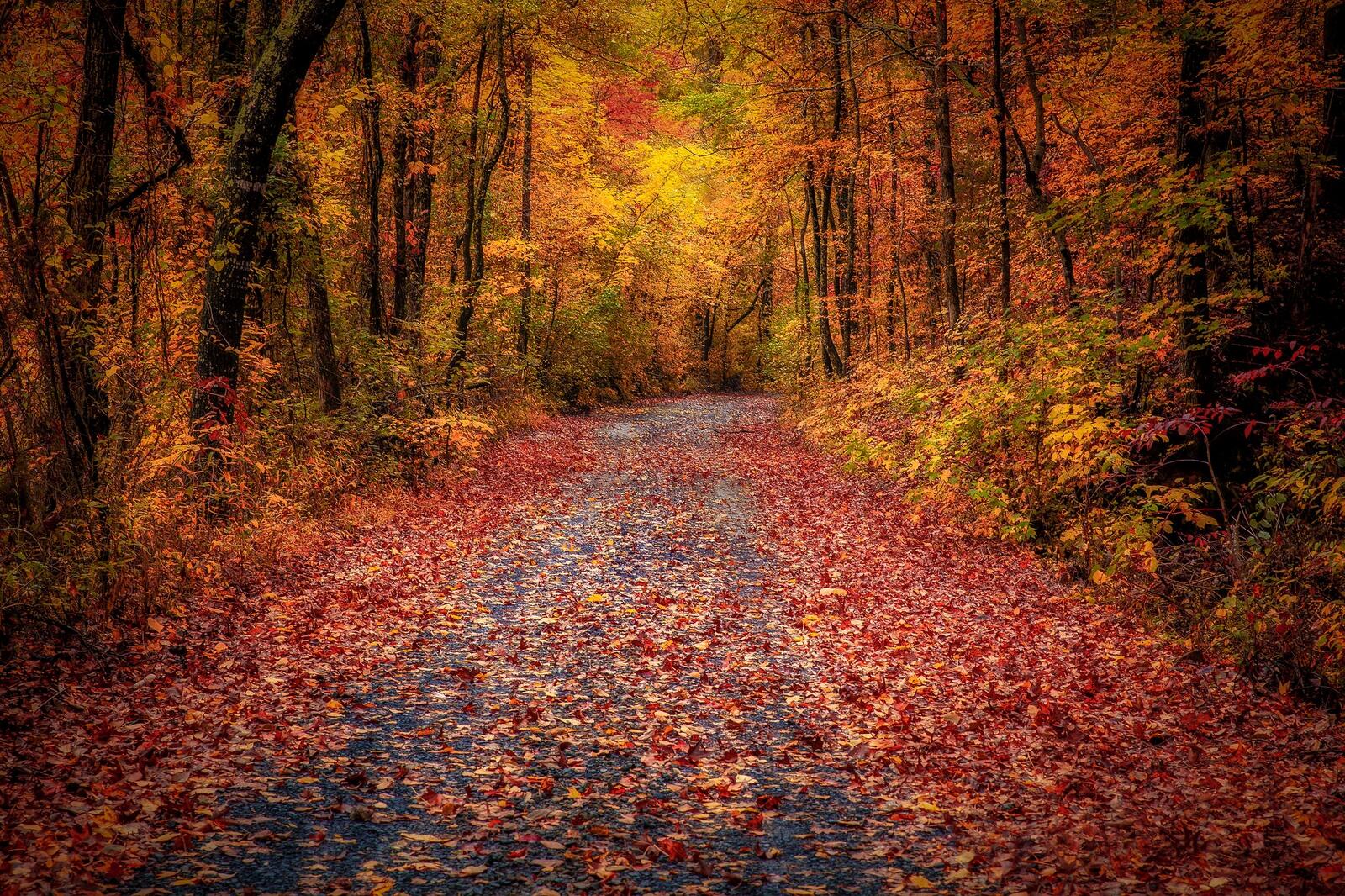 Wallpapers autumn leaves road in the forest fallen leaves on the desktop