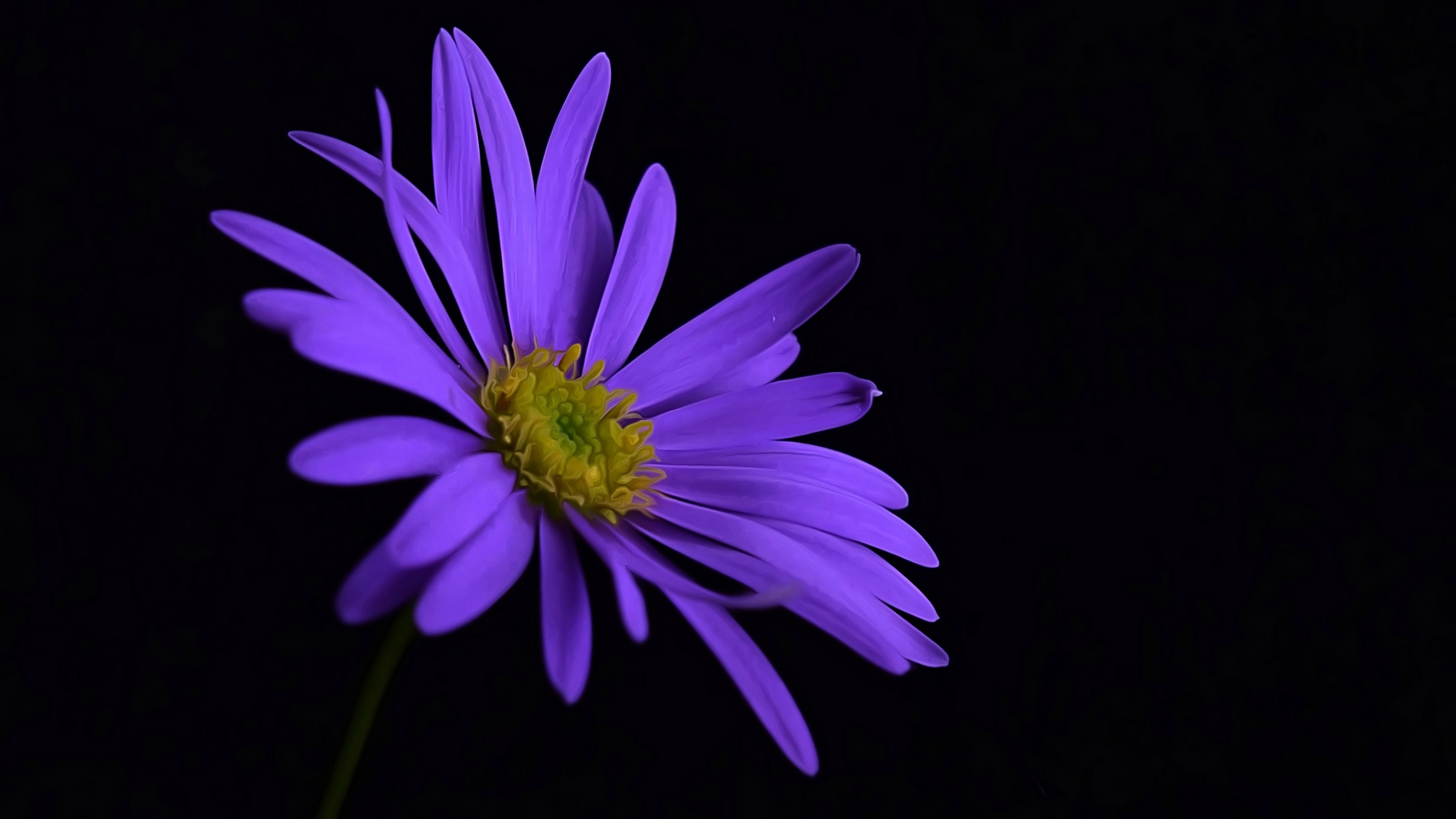 Фиолетовый цветок XP