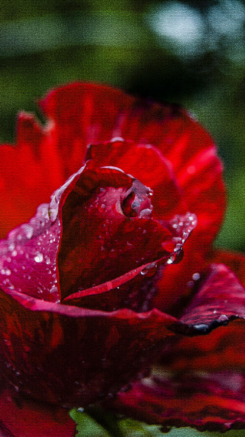 Rose! In June, a rose. A red rose.