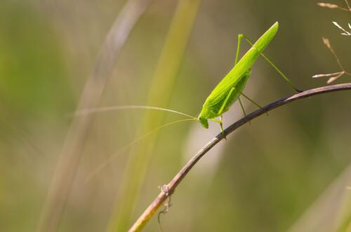 A green grasshopper on a blade of grass