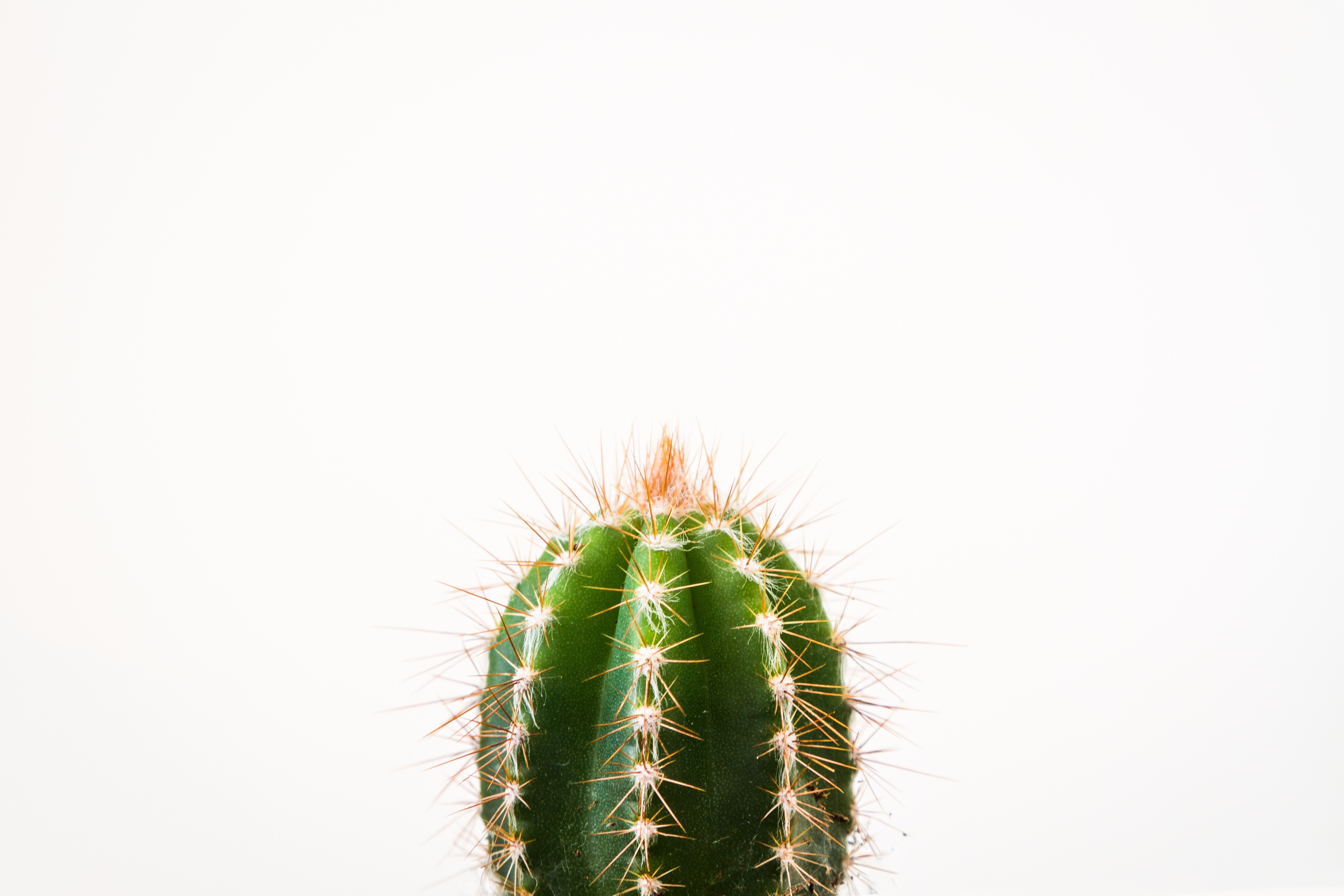 Wallpapers cactus plant flower on the desktop
