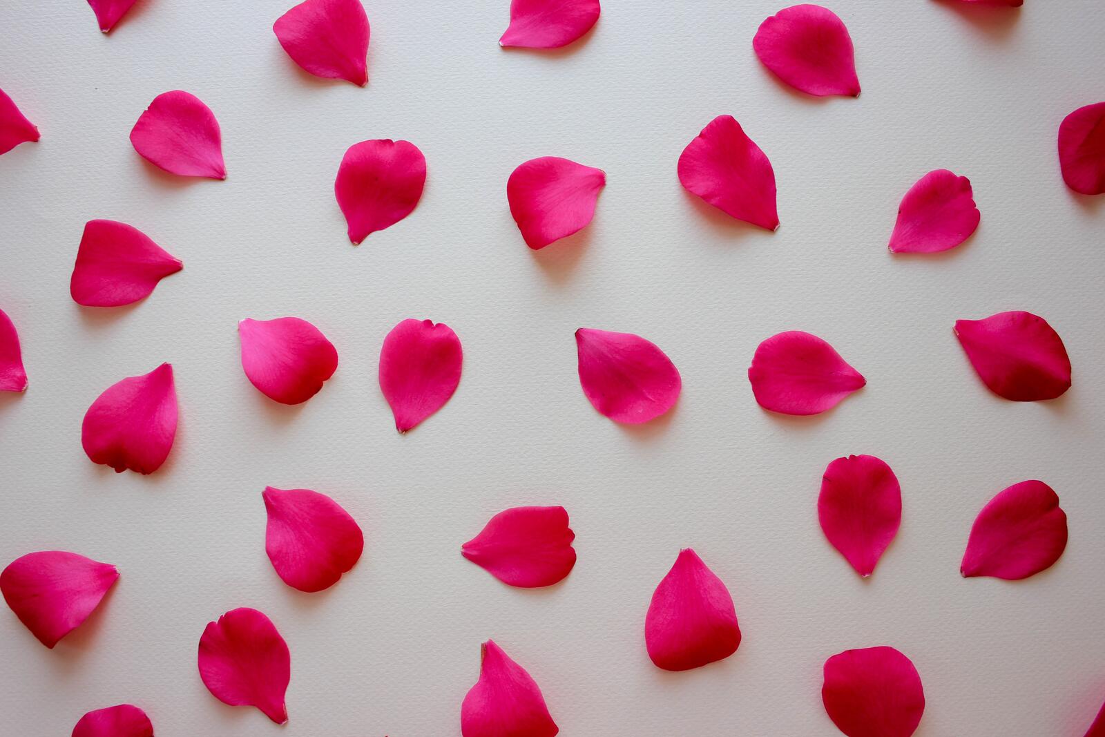 Wallpapers petals red petals romance on the desktop