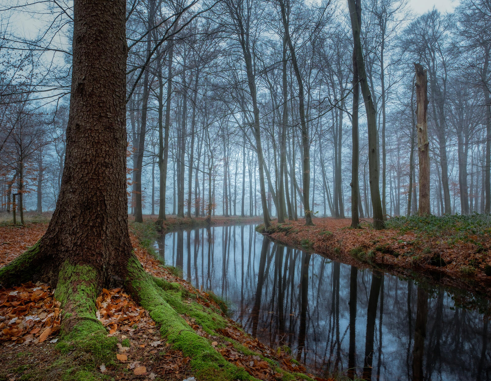 Wallpapers forest canal fog on the desktop