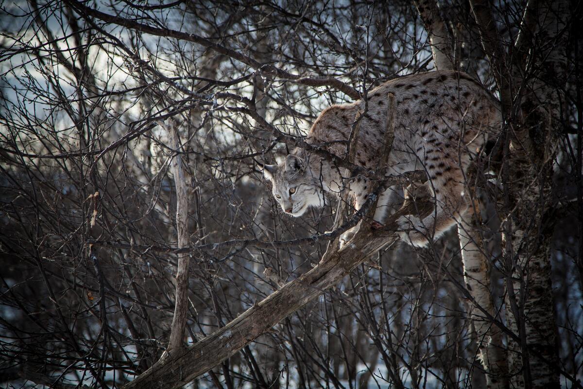 A bobcat climbing trees