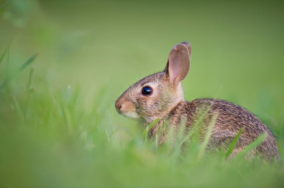 草地上的小兔子