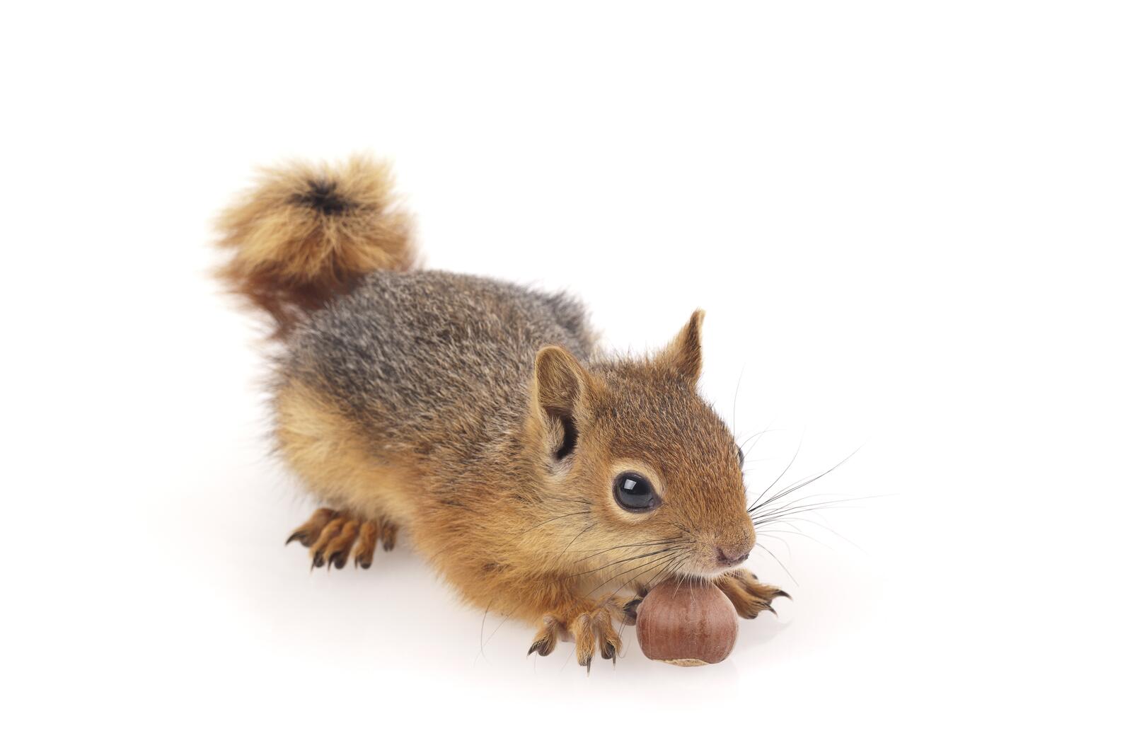 Wallpapers squirrels nuts white background on the desktop