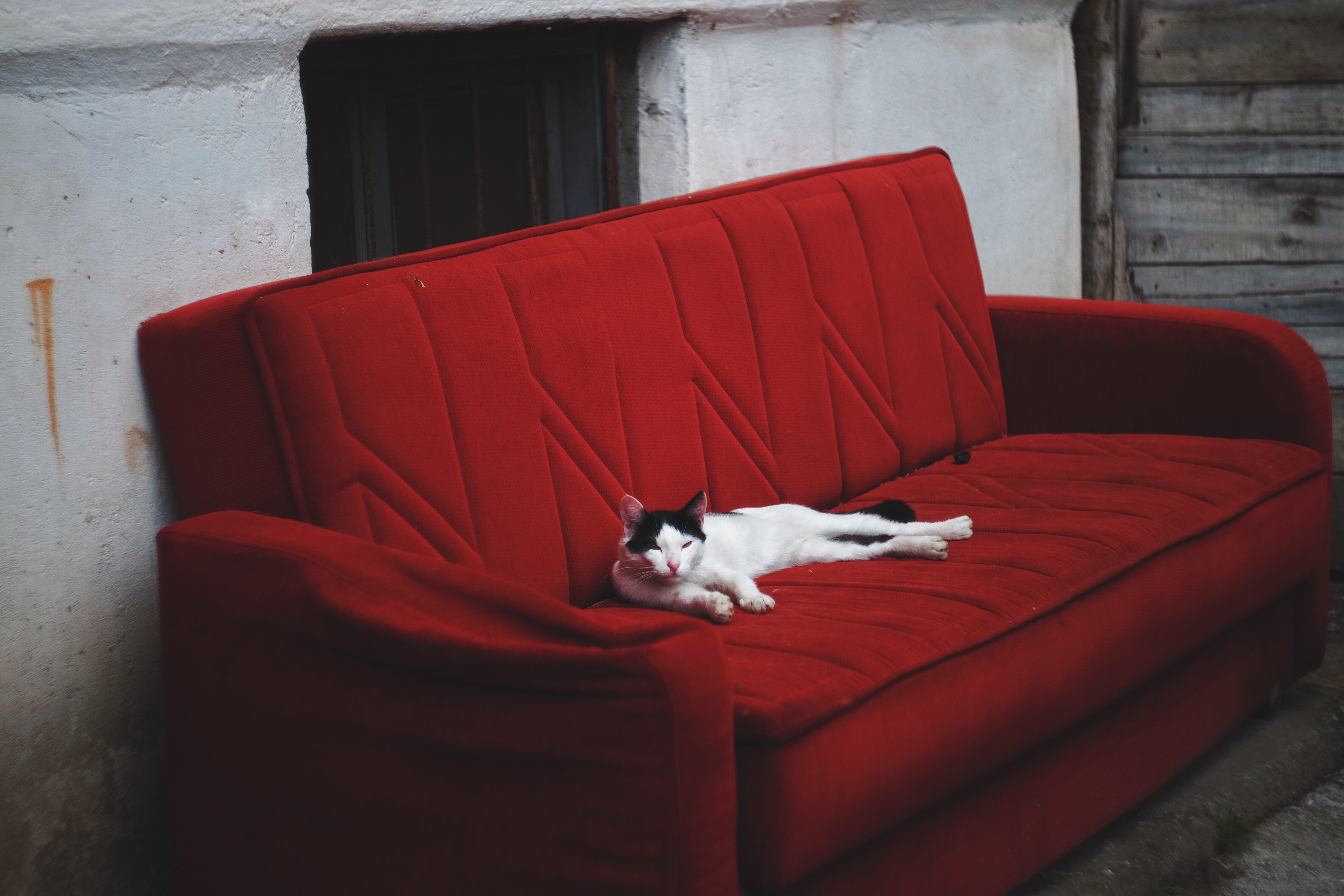 The cat lies on the red couch
