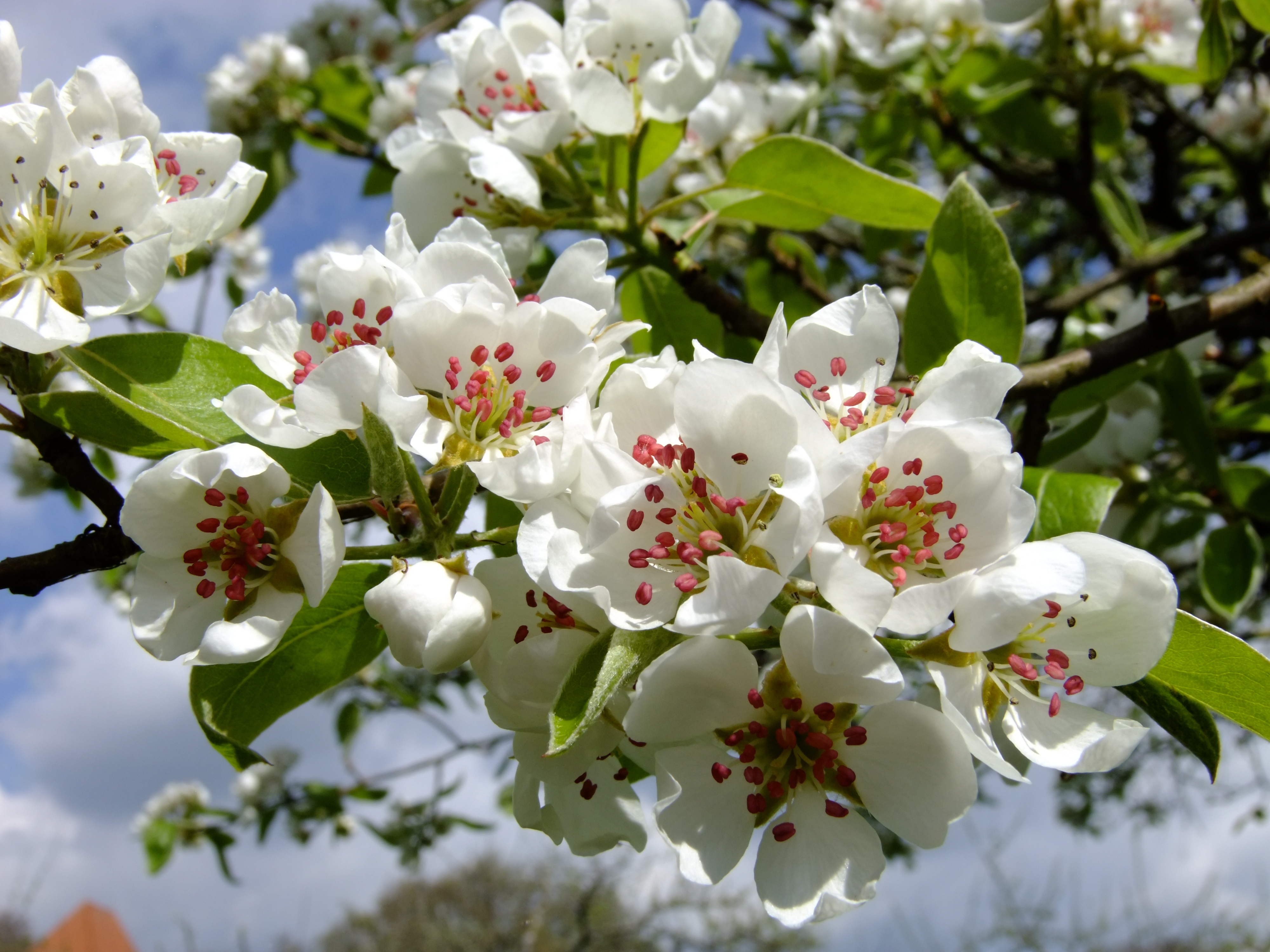Big white flowers on a tree