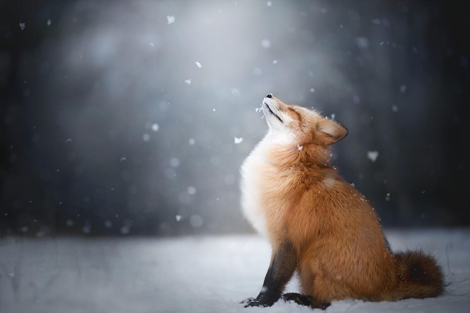 Бесплатное фото Лиса наслаждается падающим снегом
