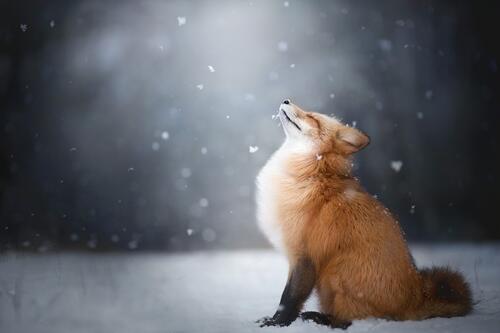 Лиса наслаждается падающим снегом