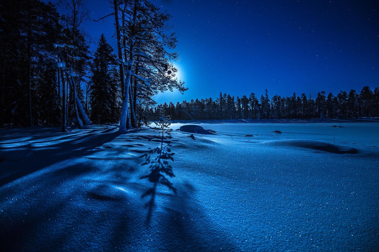 Луна зимой ночью. Зимняя ночь. Ночной лес. Зимний лес ночью. «Ночь в лесу».