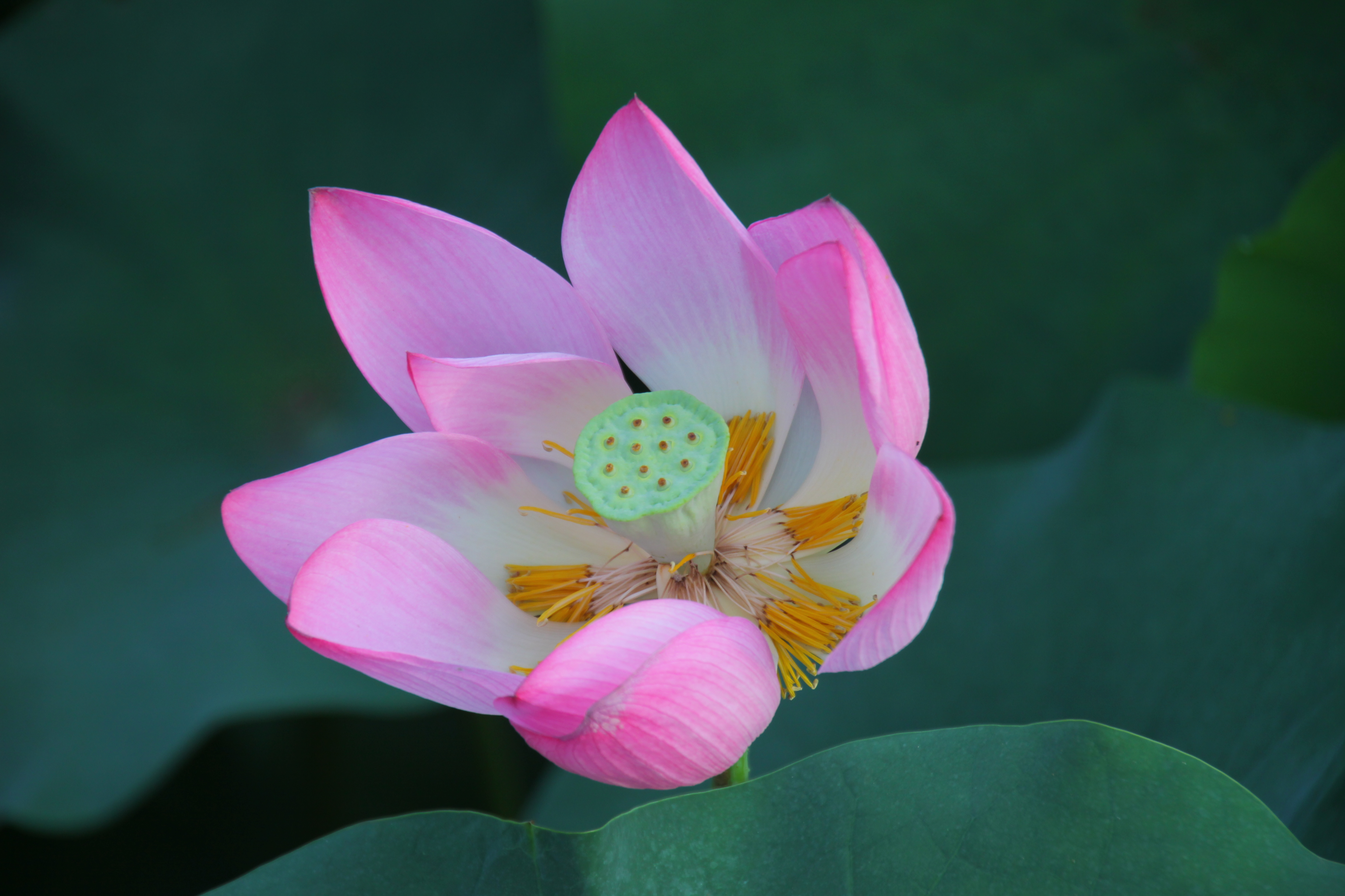 Фото бесплатно чудесный цветок, водная красота, лотос