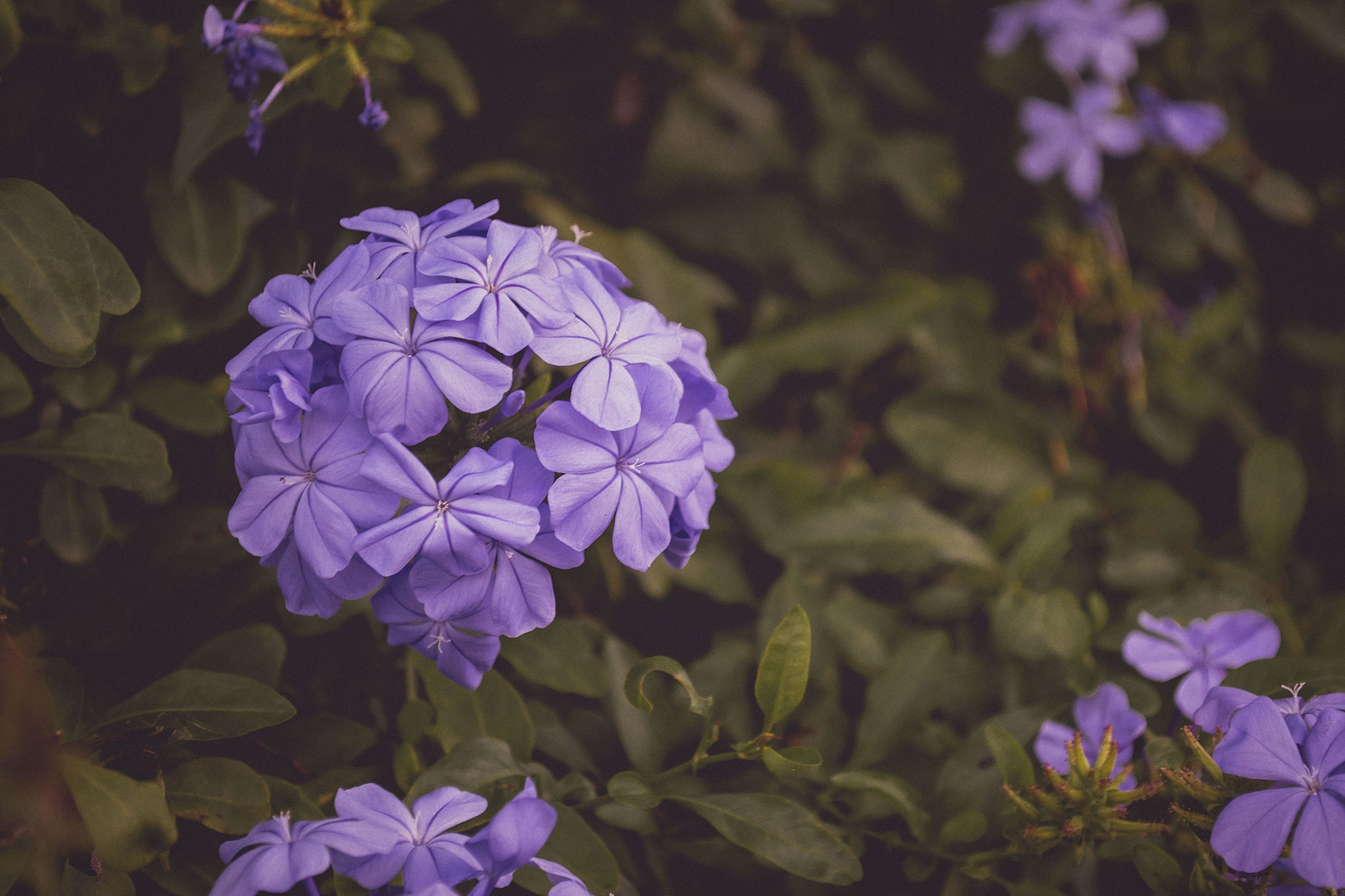 Фото бесплатно растения, фиолетовый цветок, листья