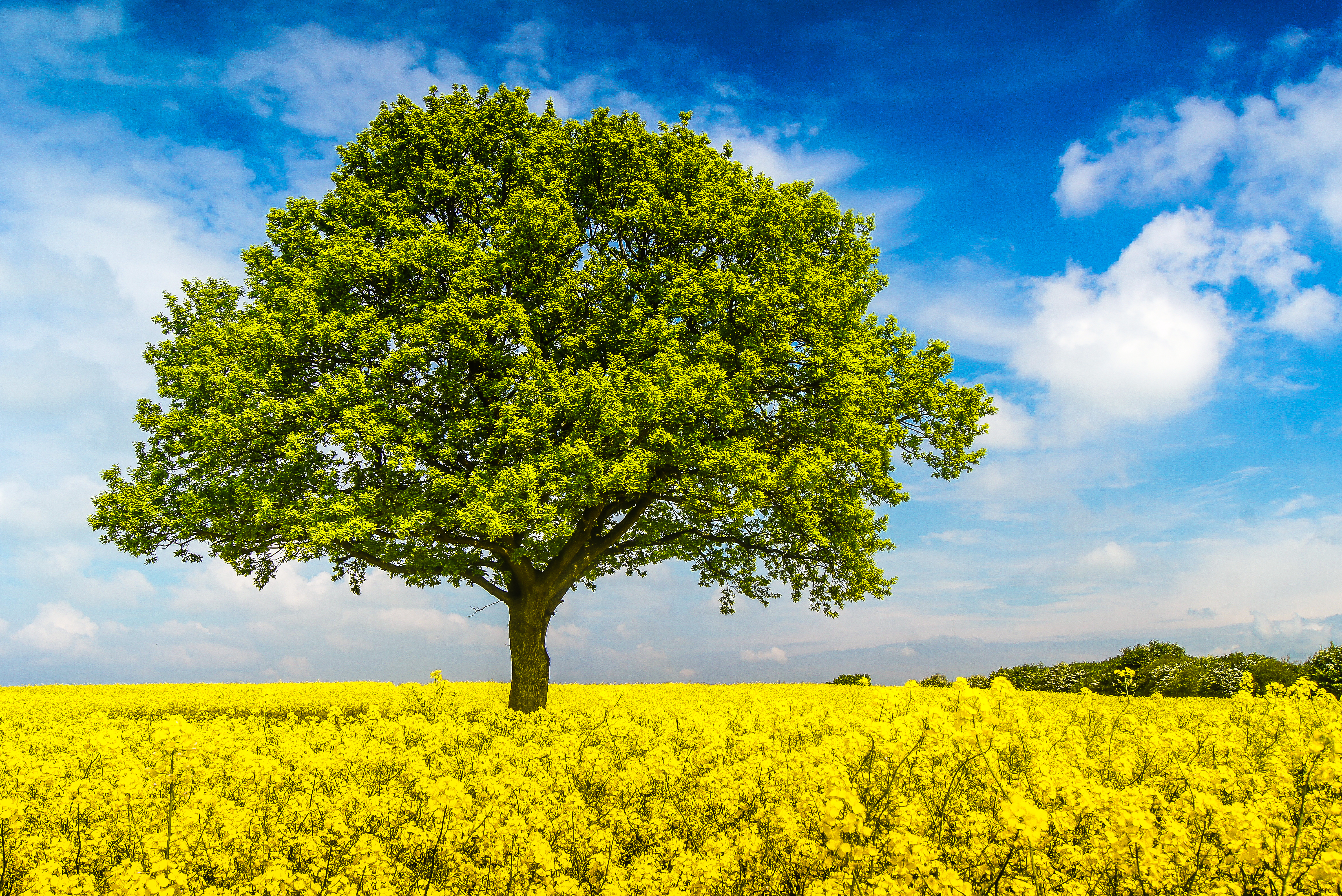 Бесплатное фото На телефон поле, цветы, дерево обои качественные