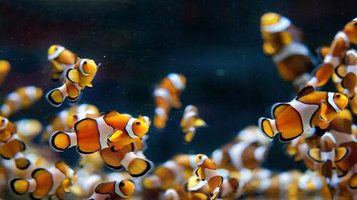 анемоновая рыба биология биология моря