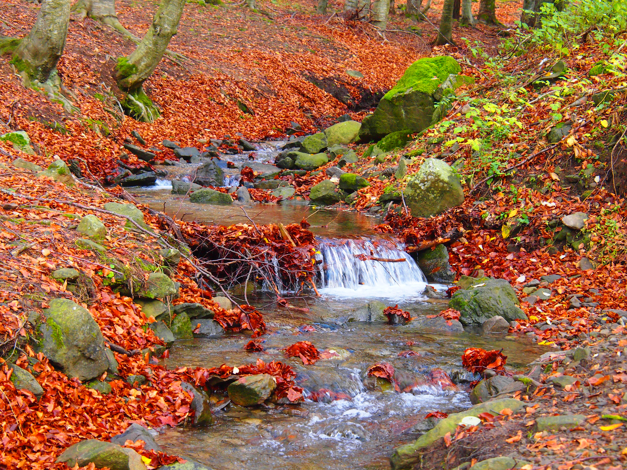 Wallpapers autumn leaves creek fallen leaves on the desktop