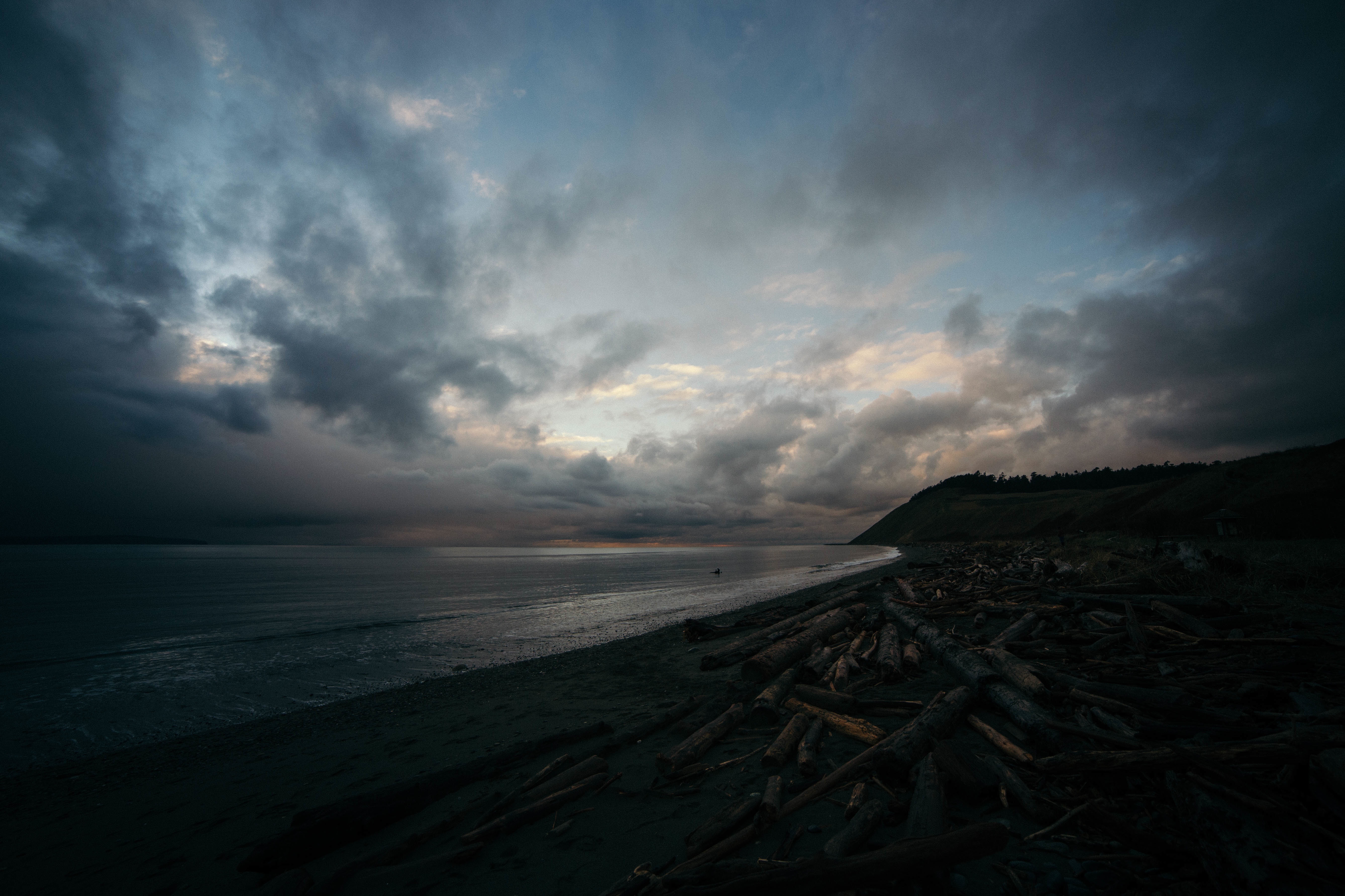 Бесплатное фото Стволы деревьев выброшенные на берег морем