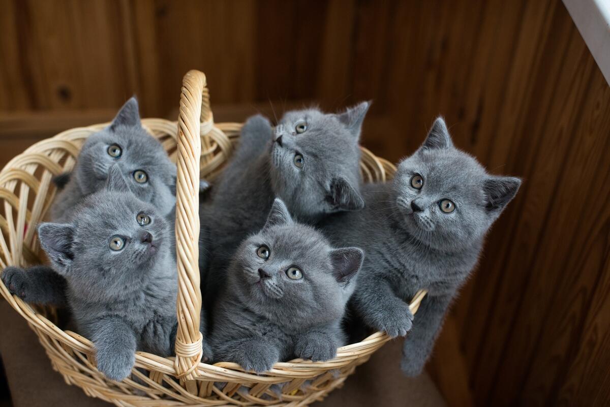 A basket of gray Scottish kittens.