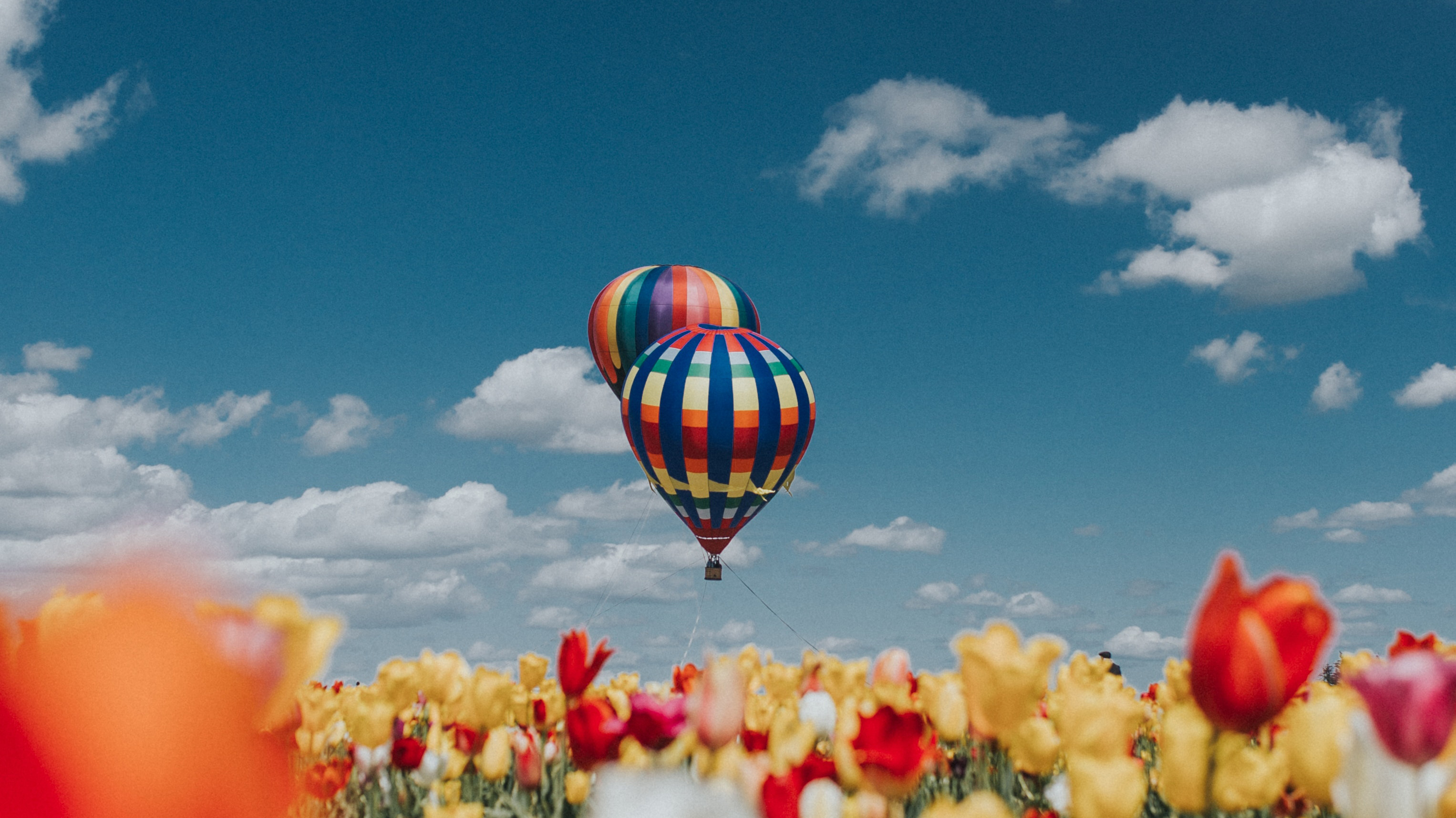 Бесплатное фото Воздушные шары над полем с тюльпанами