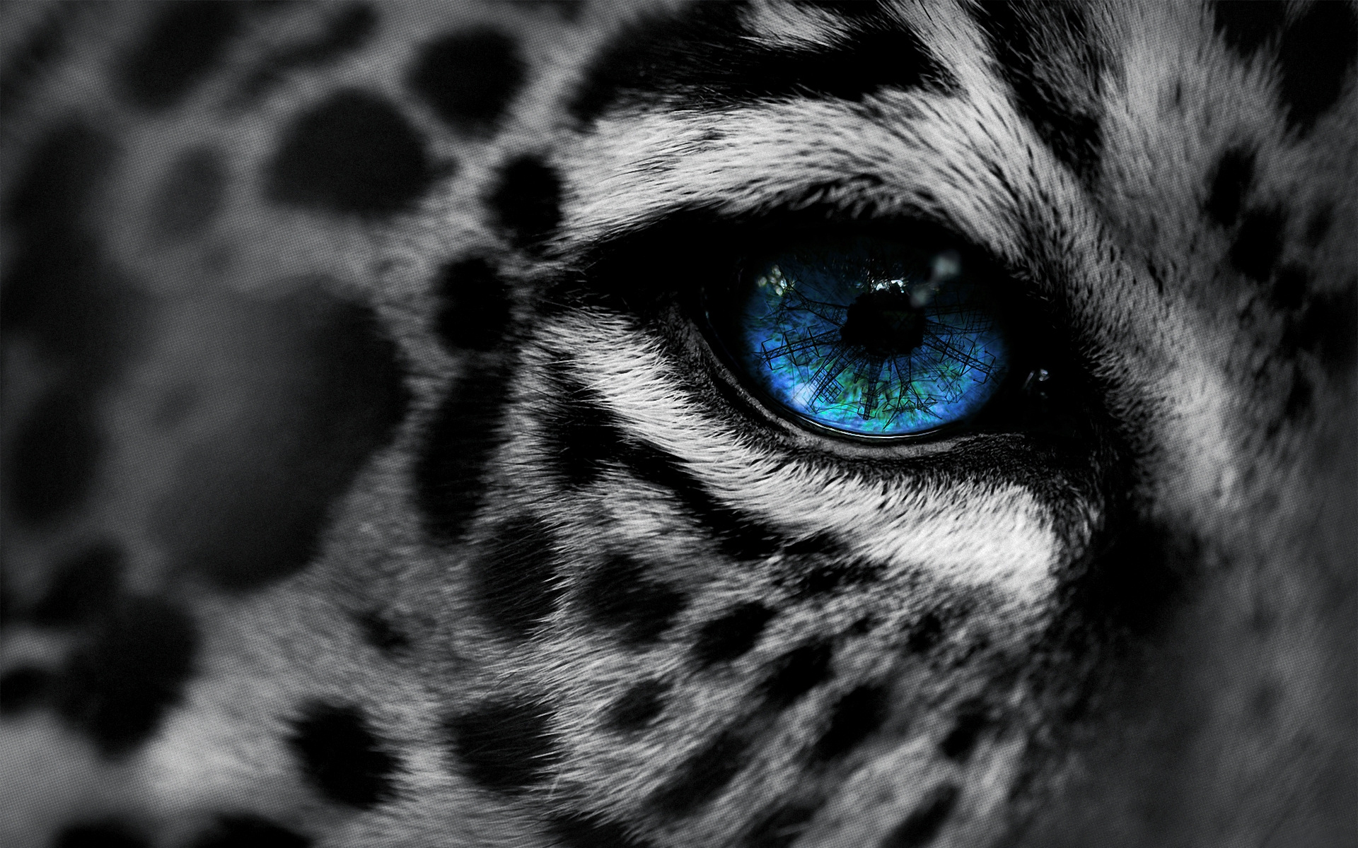 Обои синий близко обои леопардовый глаз на рабочий стол