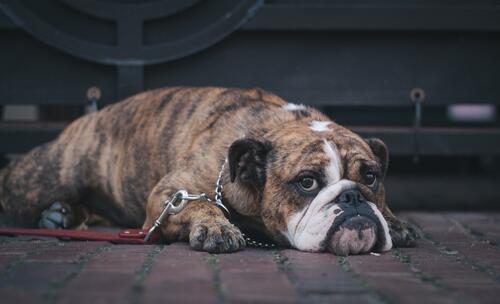 An old bulldog lying on the ground