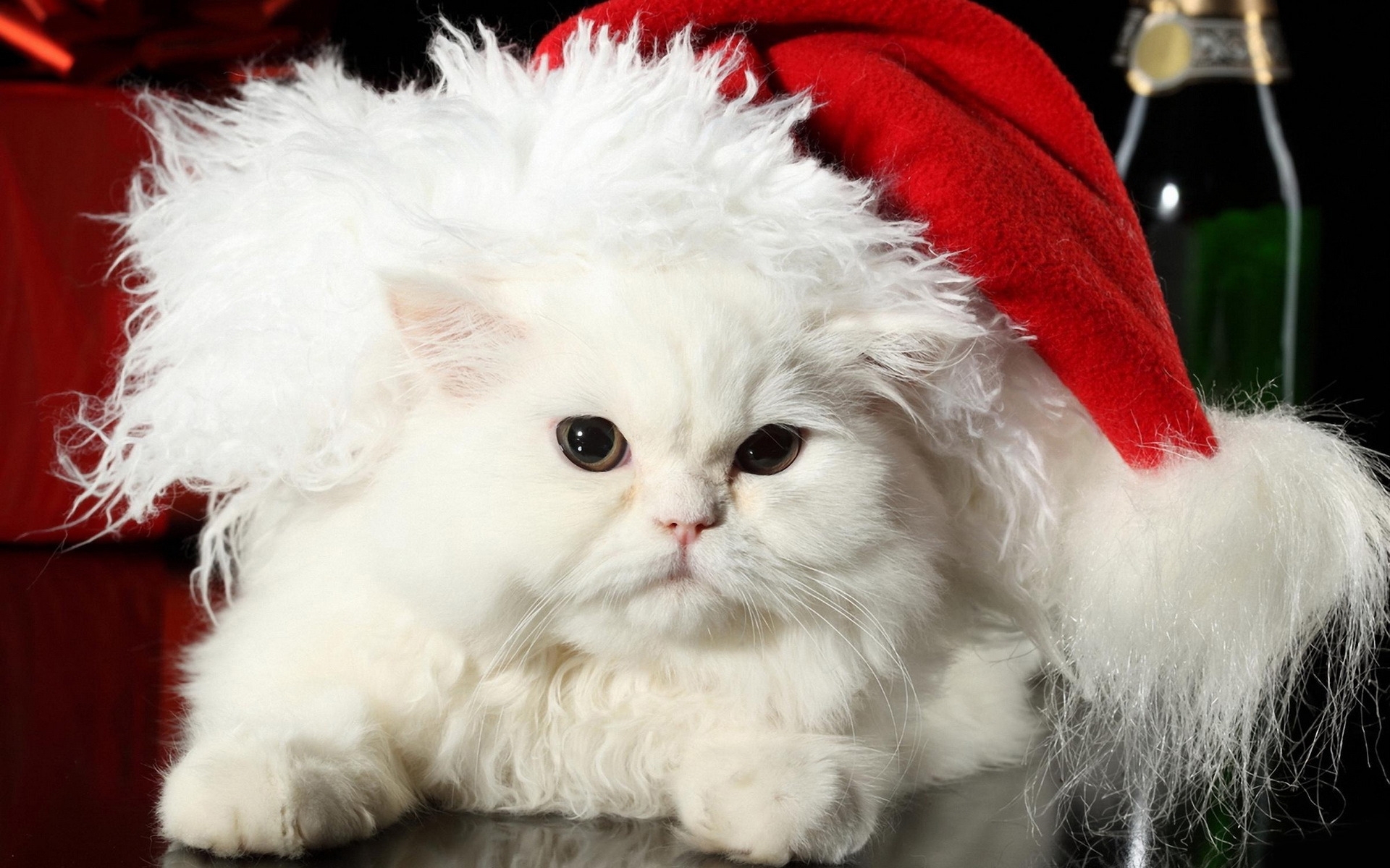 桌面上的壁纸猫 白猫 圣诞帽