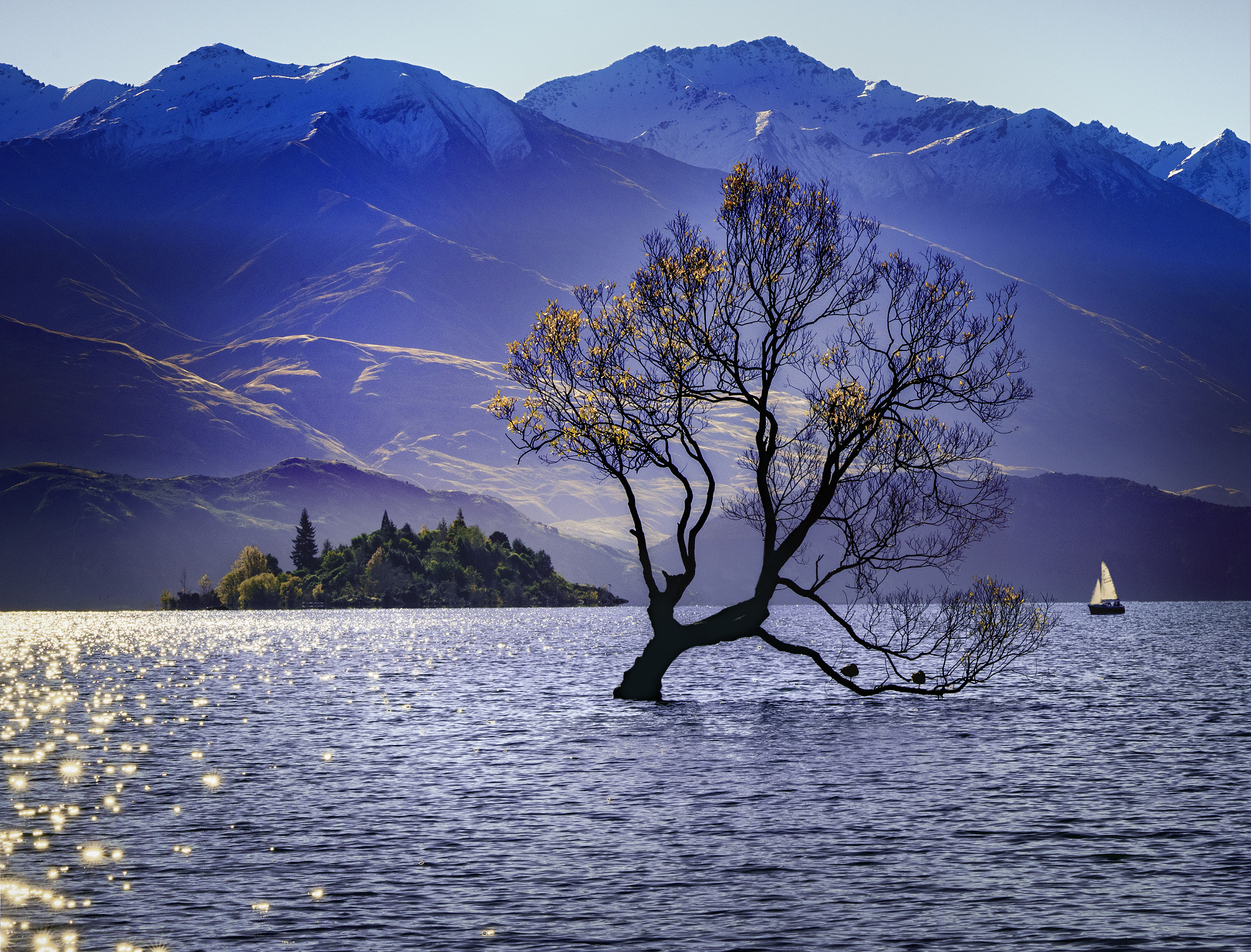 Wallpapers landscape the Wanaka tree mountains on the desktop