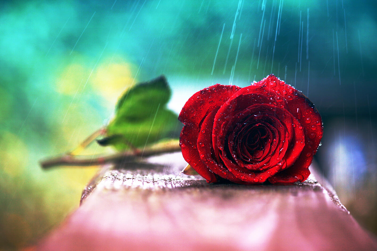 Обои цветок капли росы цветущая роза на рабочий стол