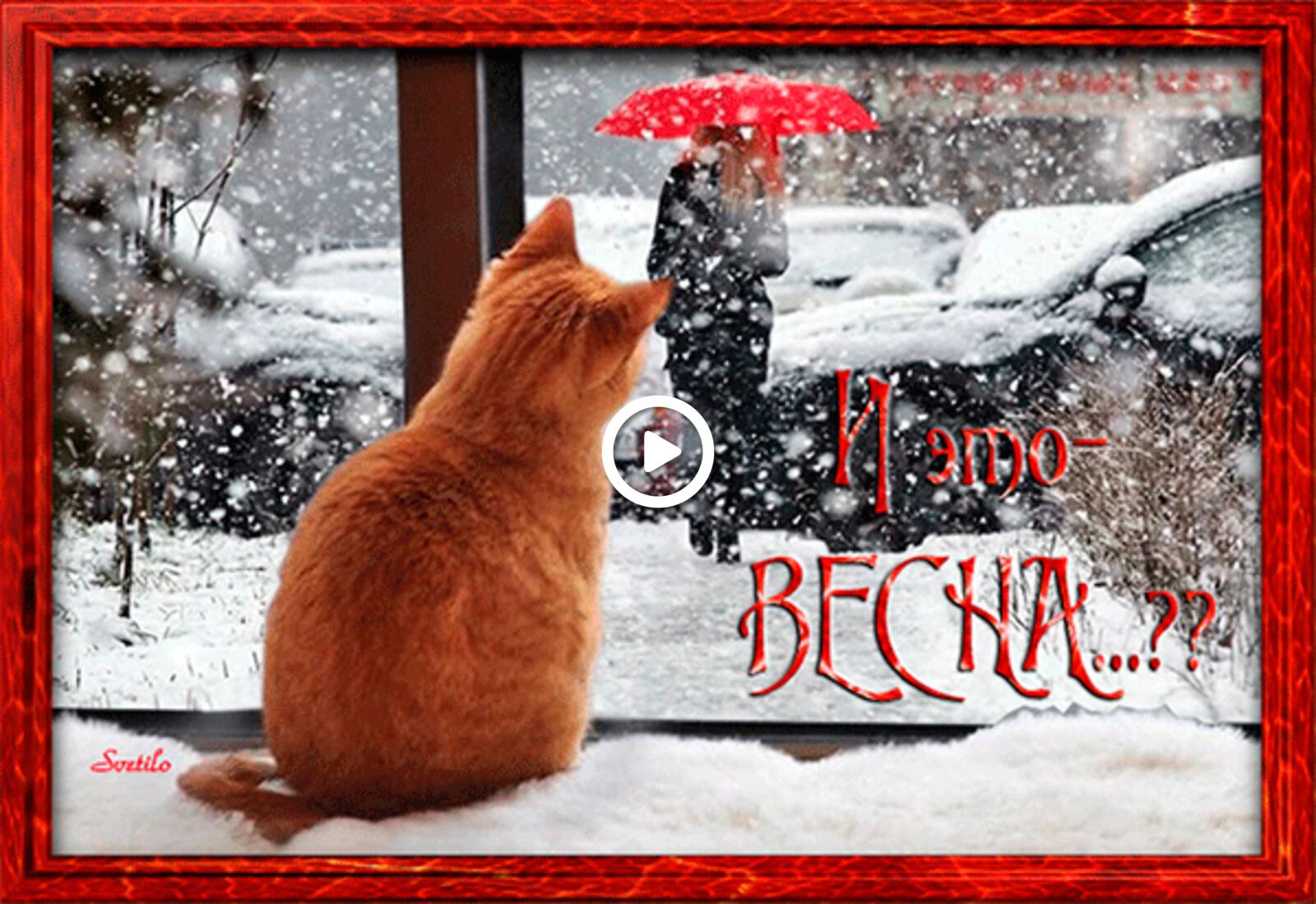 A postcard on the subject of window red cat snow for free