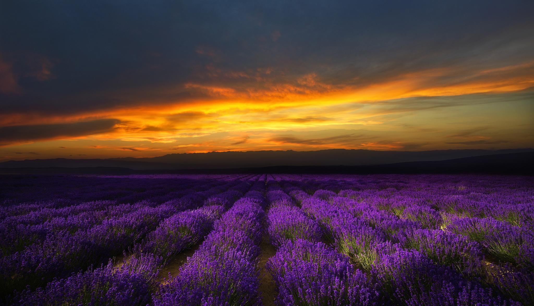 Фото бесплатно закат, поле, фиолетовые цветы