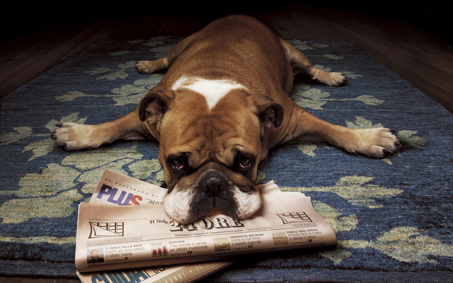 Wallpapers animals dog newspapers on the desktop