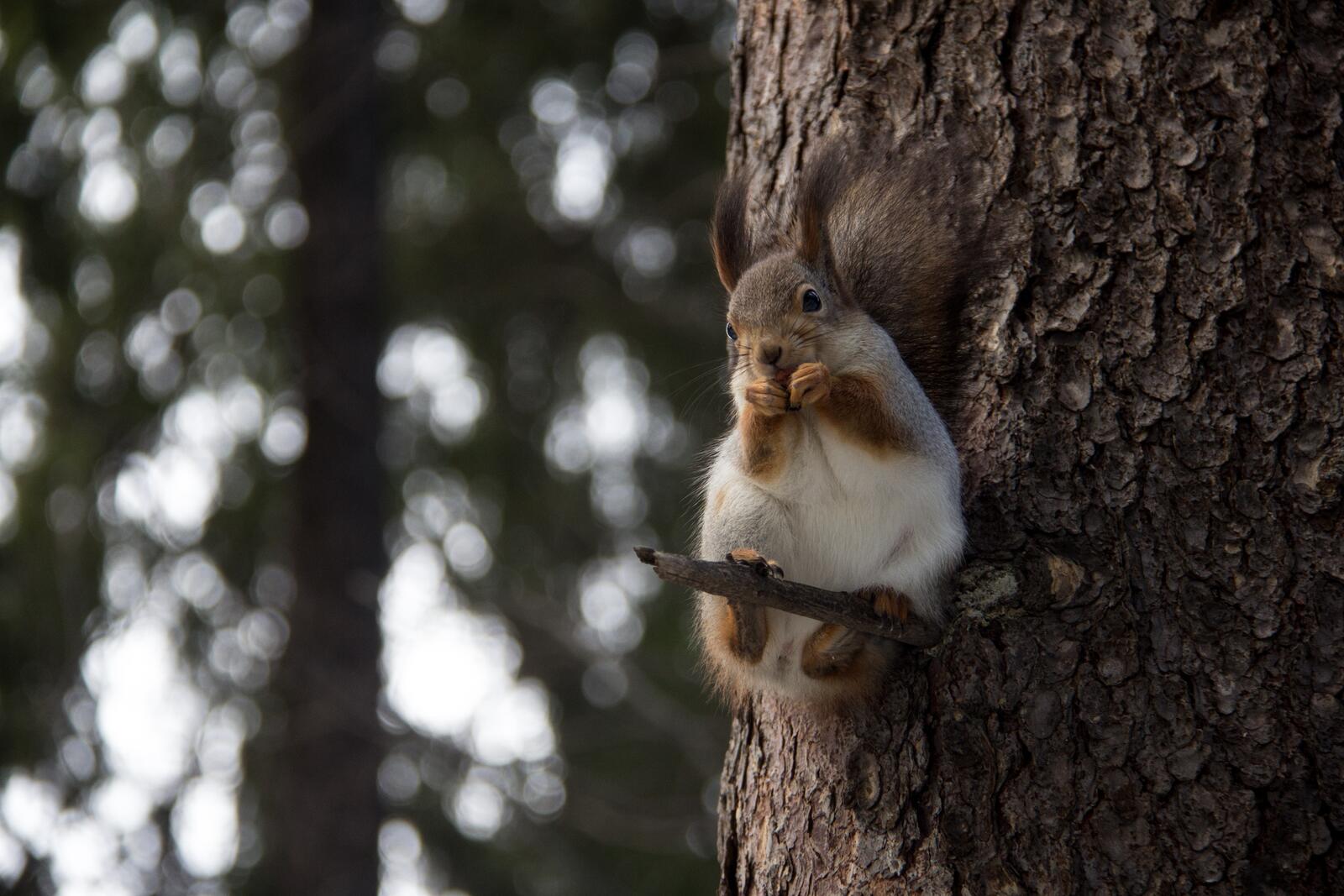 Wallpapers animals squirrels branches on the desktop