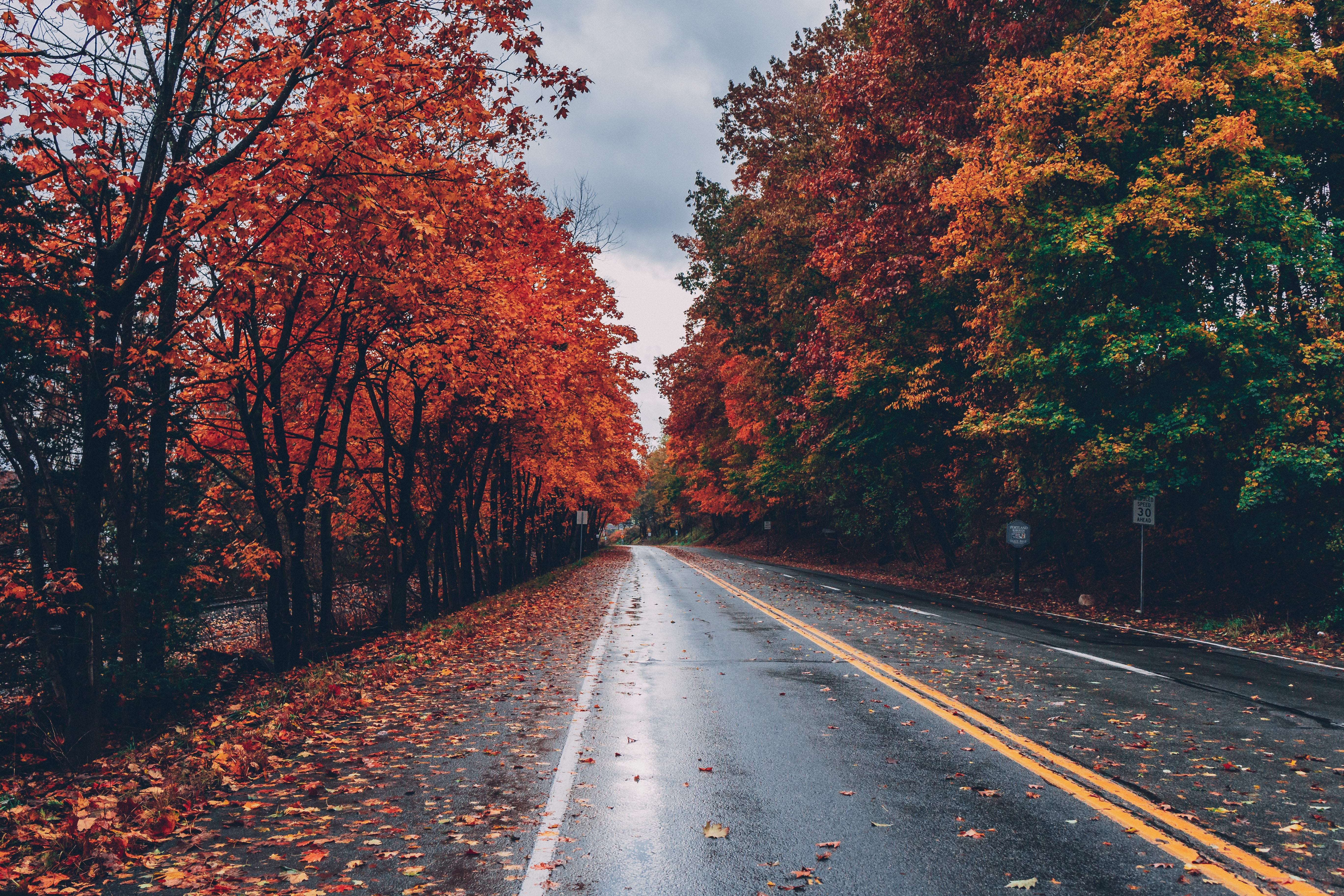 Бесплатное фото Сырая дорога вдоль осеннего леса