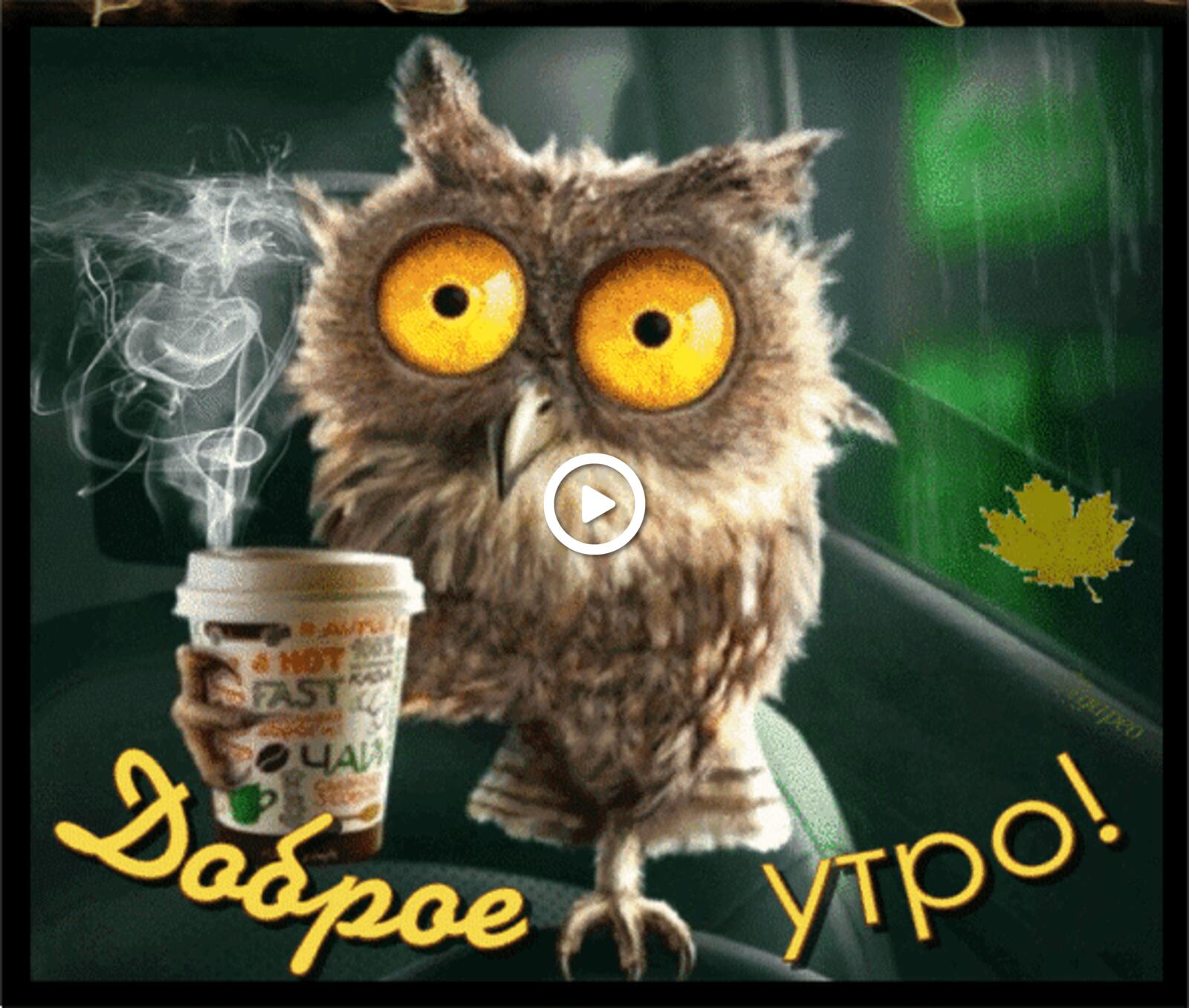 A postcard on the subject of good morning gifs funny drinks owl for free