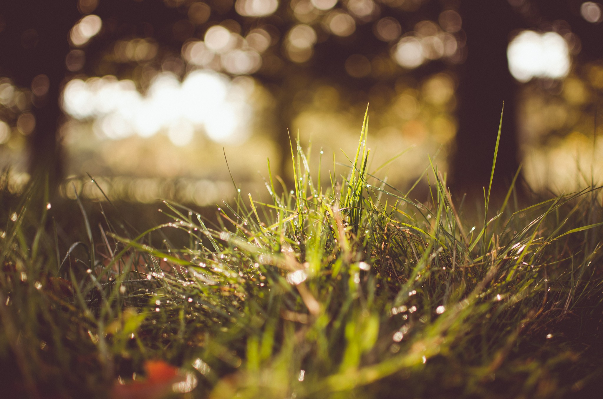 Фото бесплатно солнечный свет, трава, растения