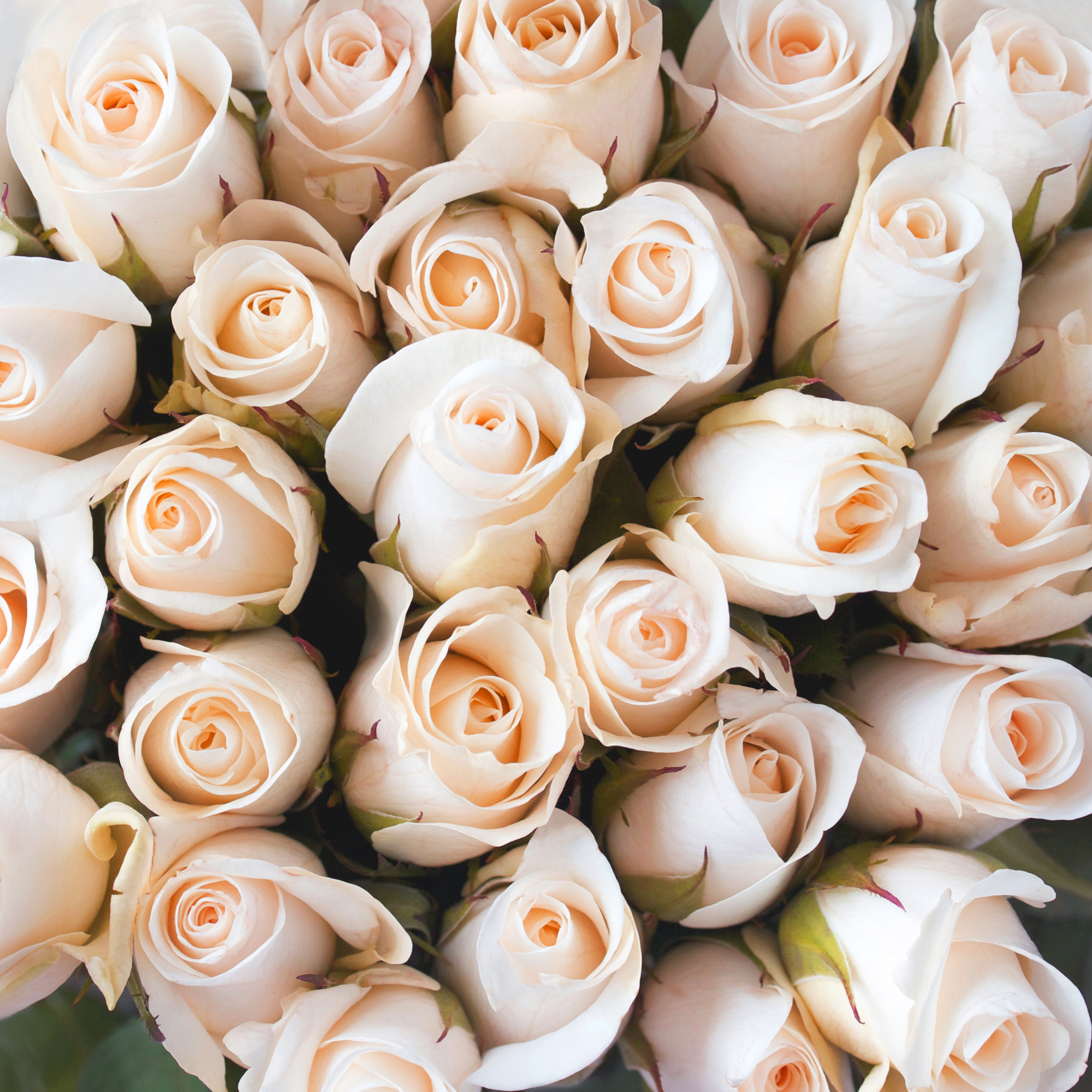 Обои букет белые розы много роз на рабочий стол