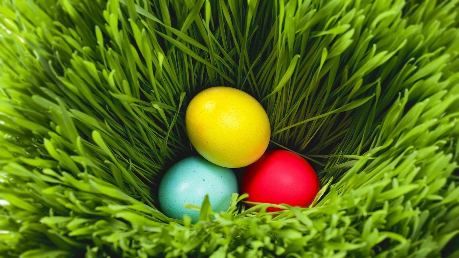 Wallpapers colored eggs green grass easter on the desktop