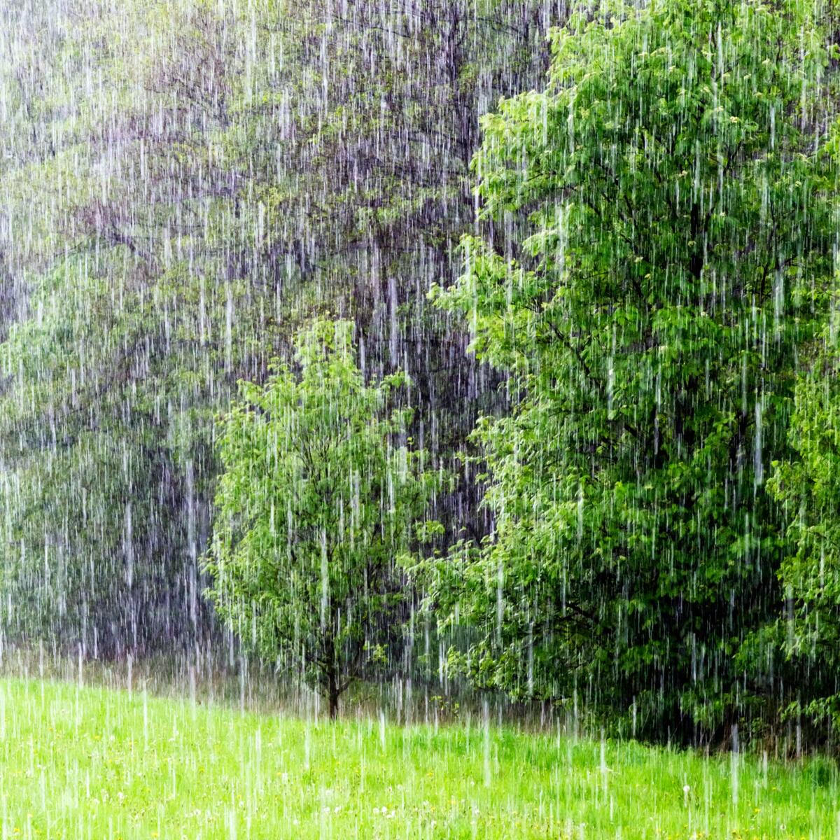 Rain in a summer forest