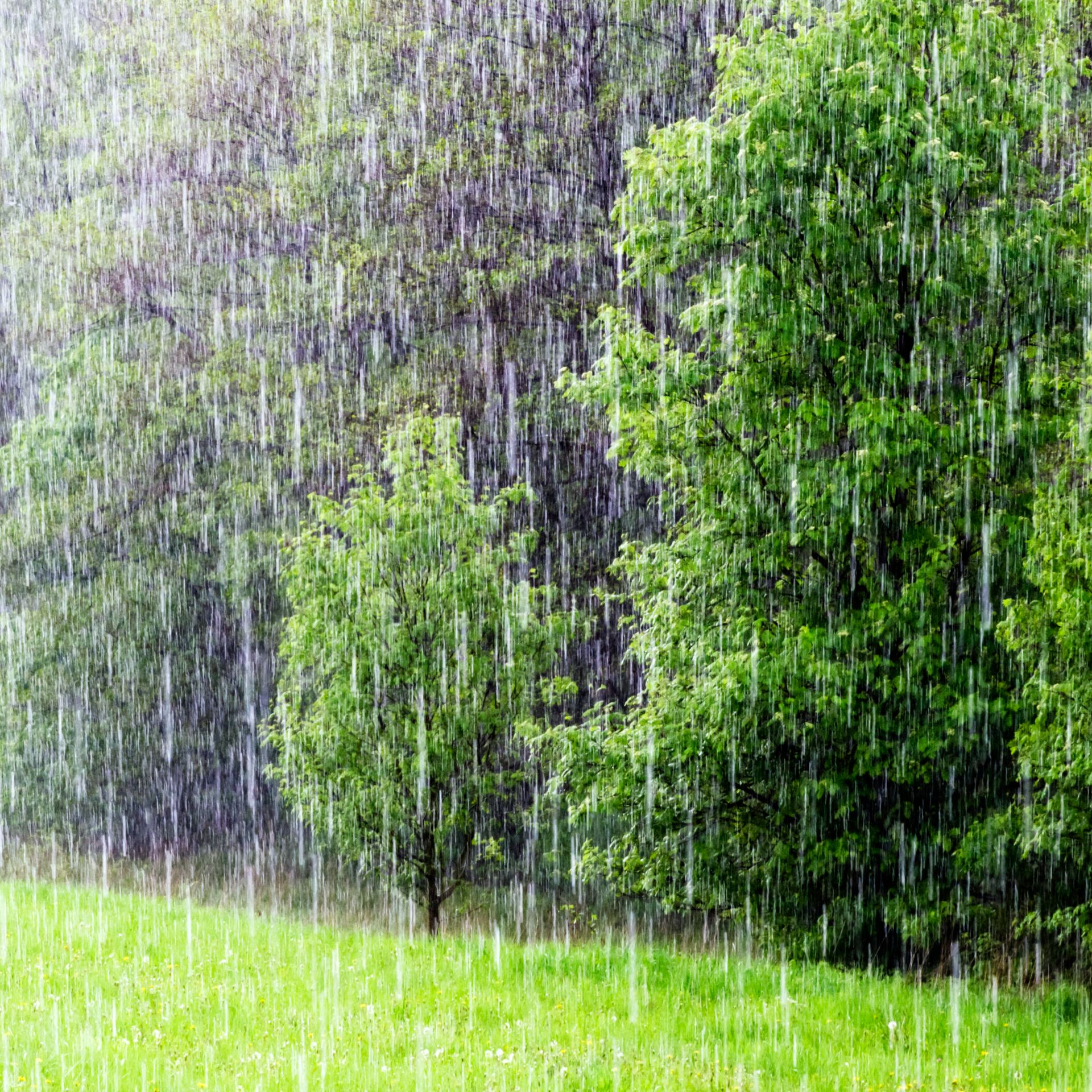 Бесплатное фото Дождь в летнем лесу