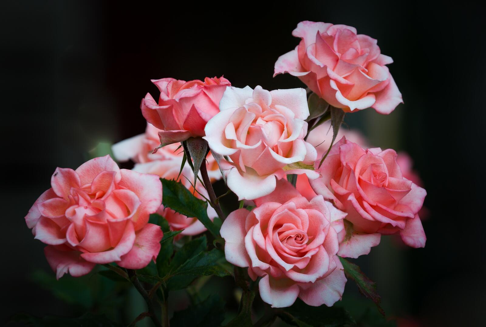 Обои цветы розы листья на рабочий стол